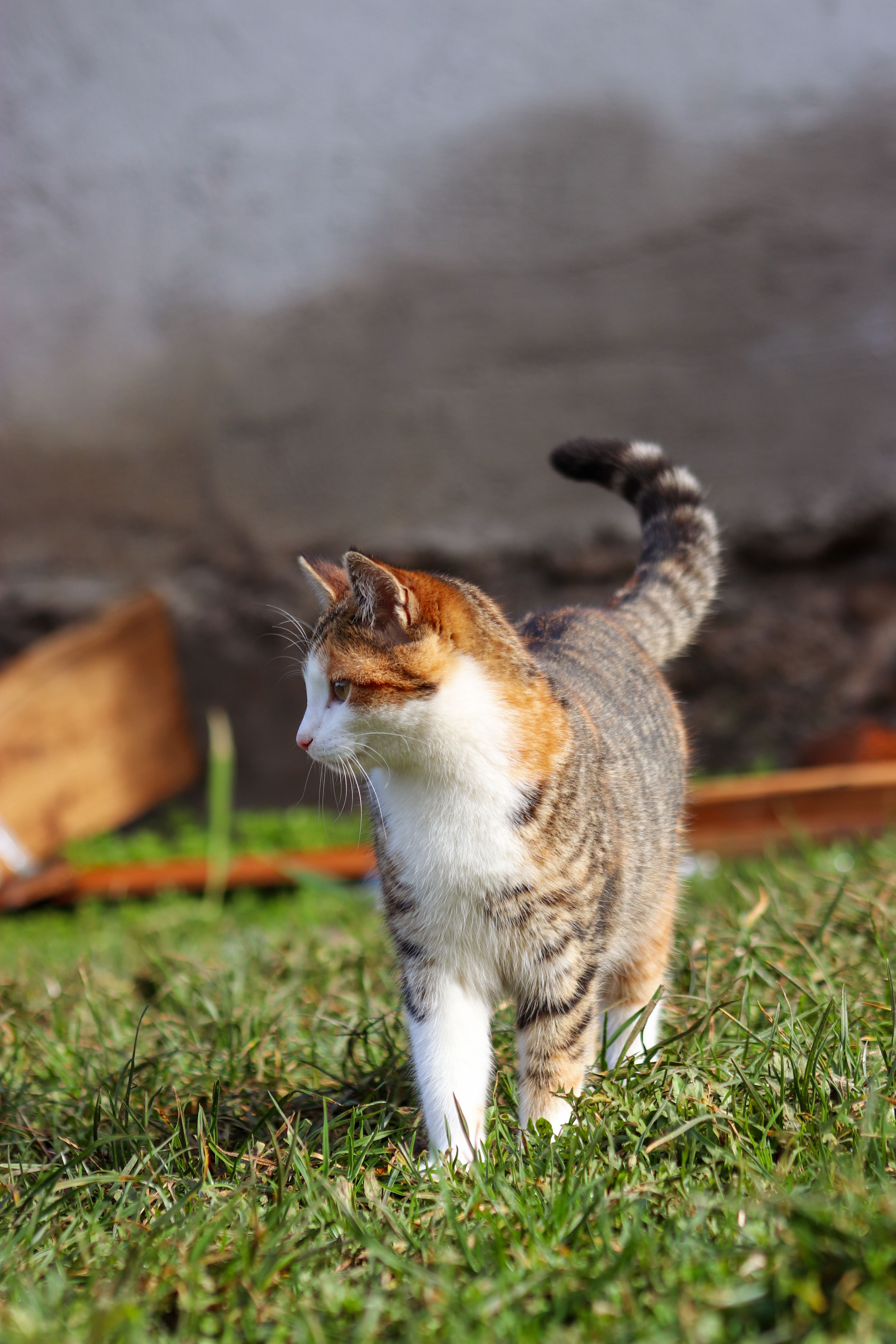 Beautiful Calico Cat in a Sunny Garden · Free Stock Photo