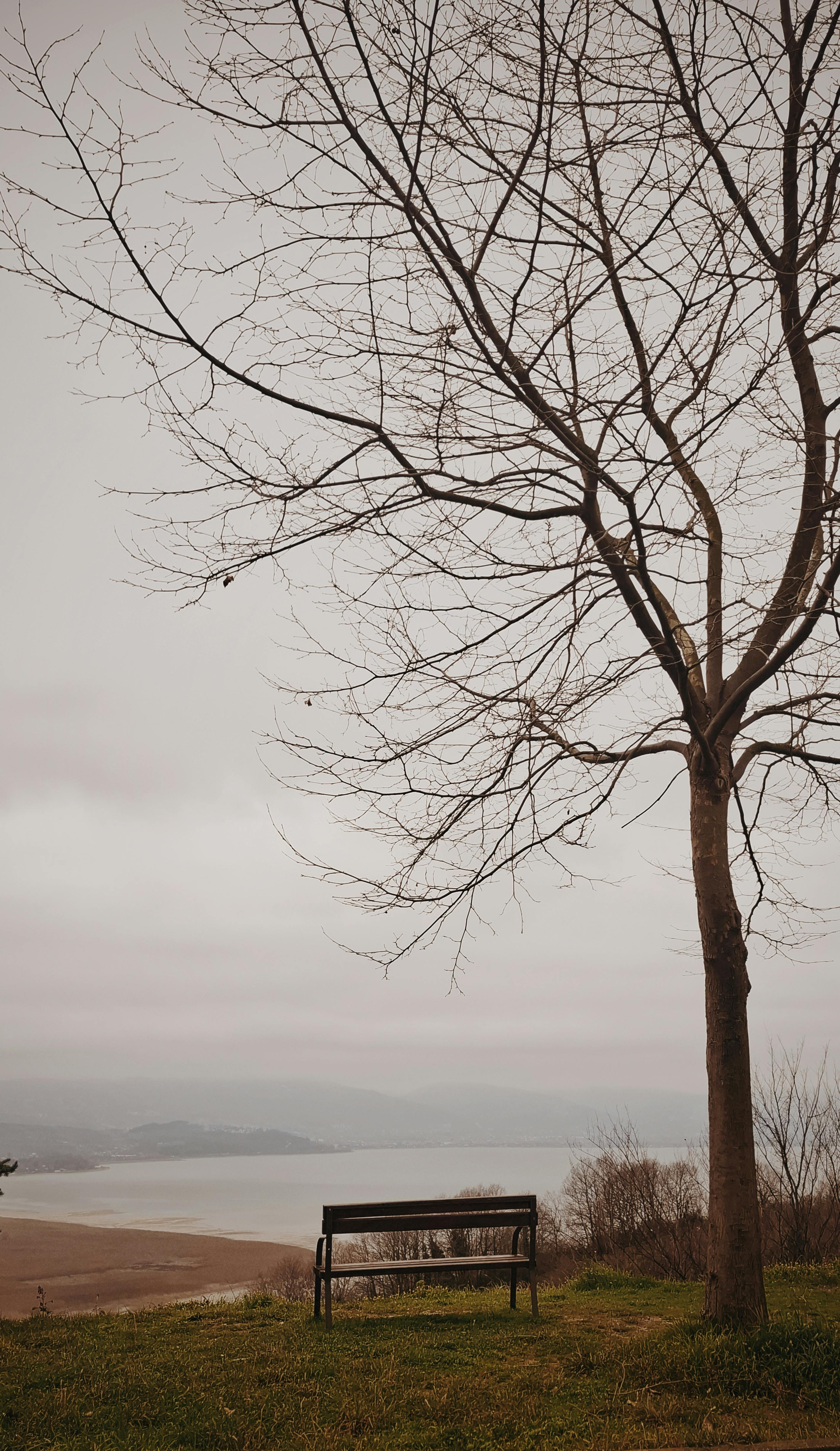 gratis Een sereen landschap met een bankje onder een kale boom aan een meer, dat een moment van rust en bezinning vastlegt. Stockfoto