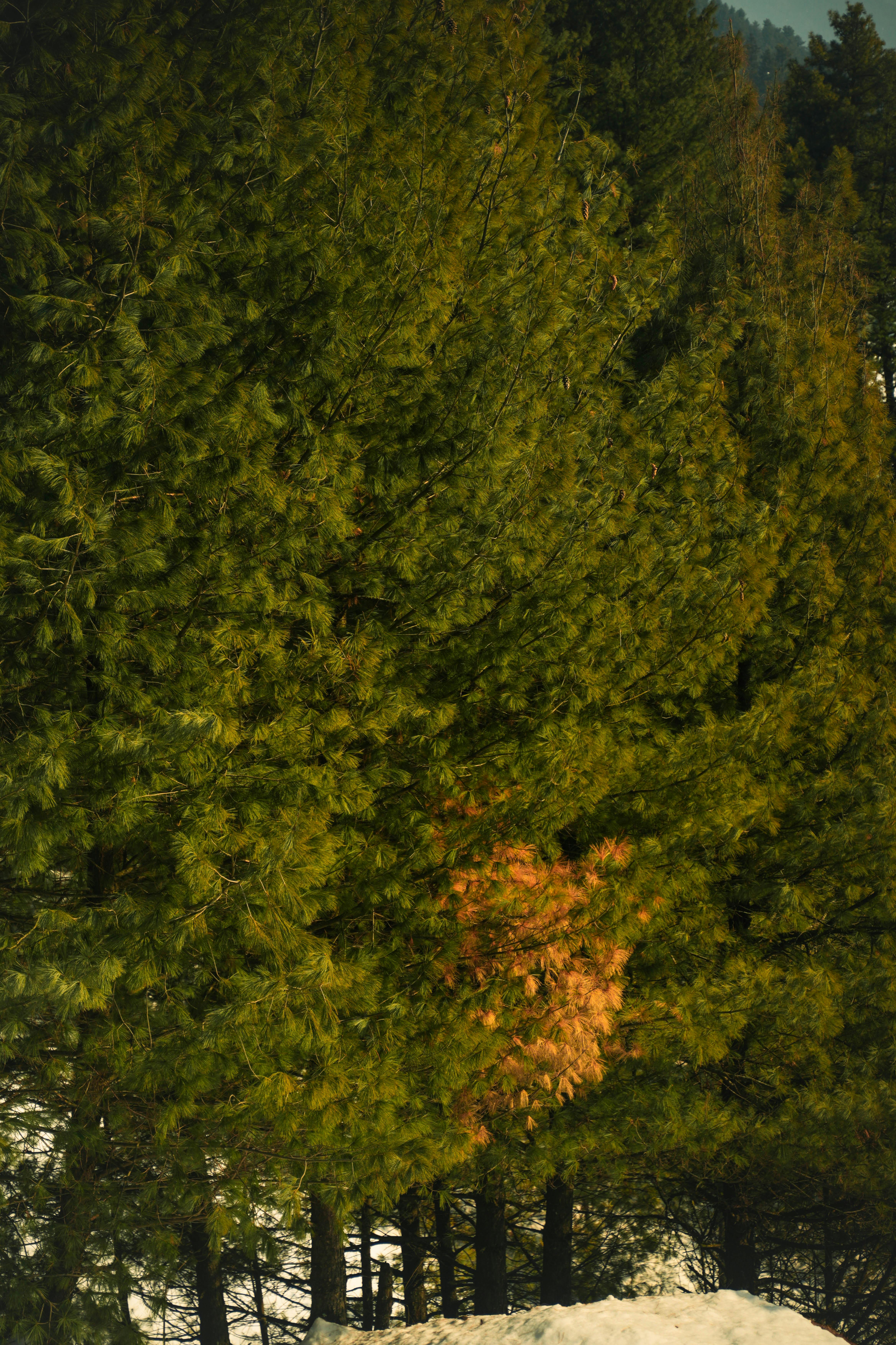 Zadarmo Pokojný borovicový les so snehom v Pahalgame v Kašmíre, zvýrazňujúci jedinečný červenkastý strom. Fotka z fotobanky