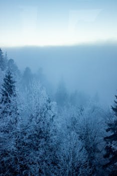 A serene winter forest scene with frosted trees enveloped in mist in the Swiss Alps.
