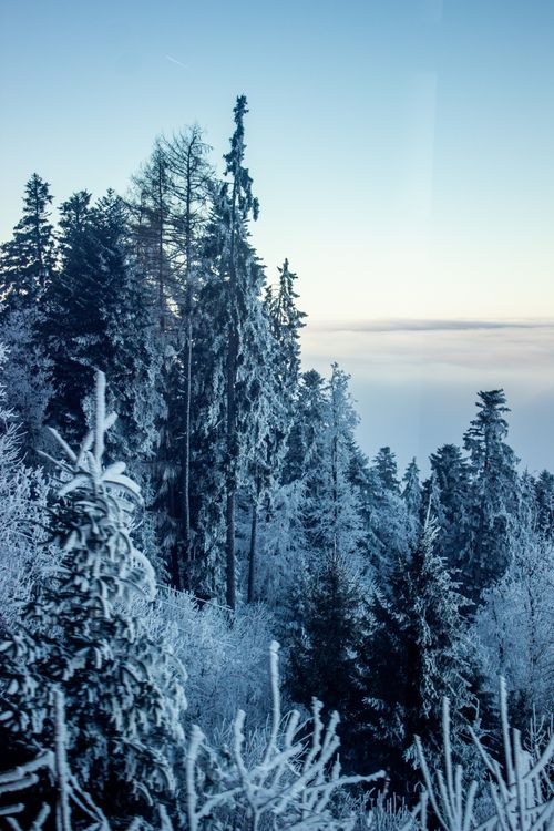 Free A beautiful snow-covered forest in Switzerland during winter with frosted trees and a tranquil sky. Stock Photo