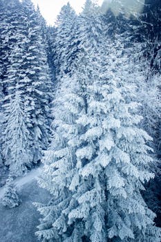 Beautiful snowy pine trees in the Swiss landscape, capturing winter magic.
