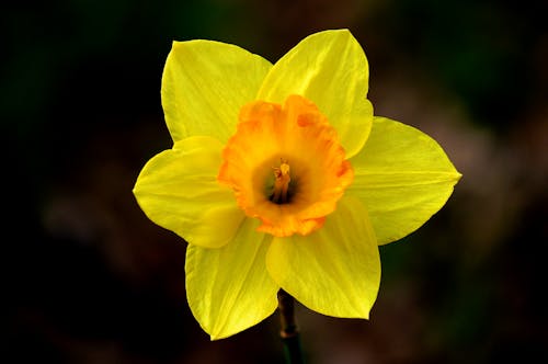 Fotobanka s bezplatnými fotkami na tému botanický, flóra, hĺbka ostrosti