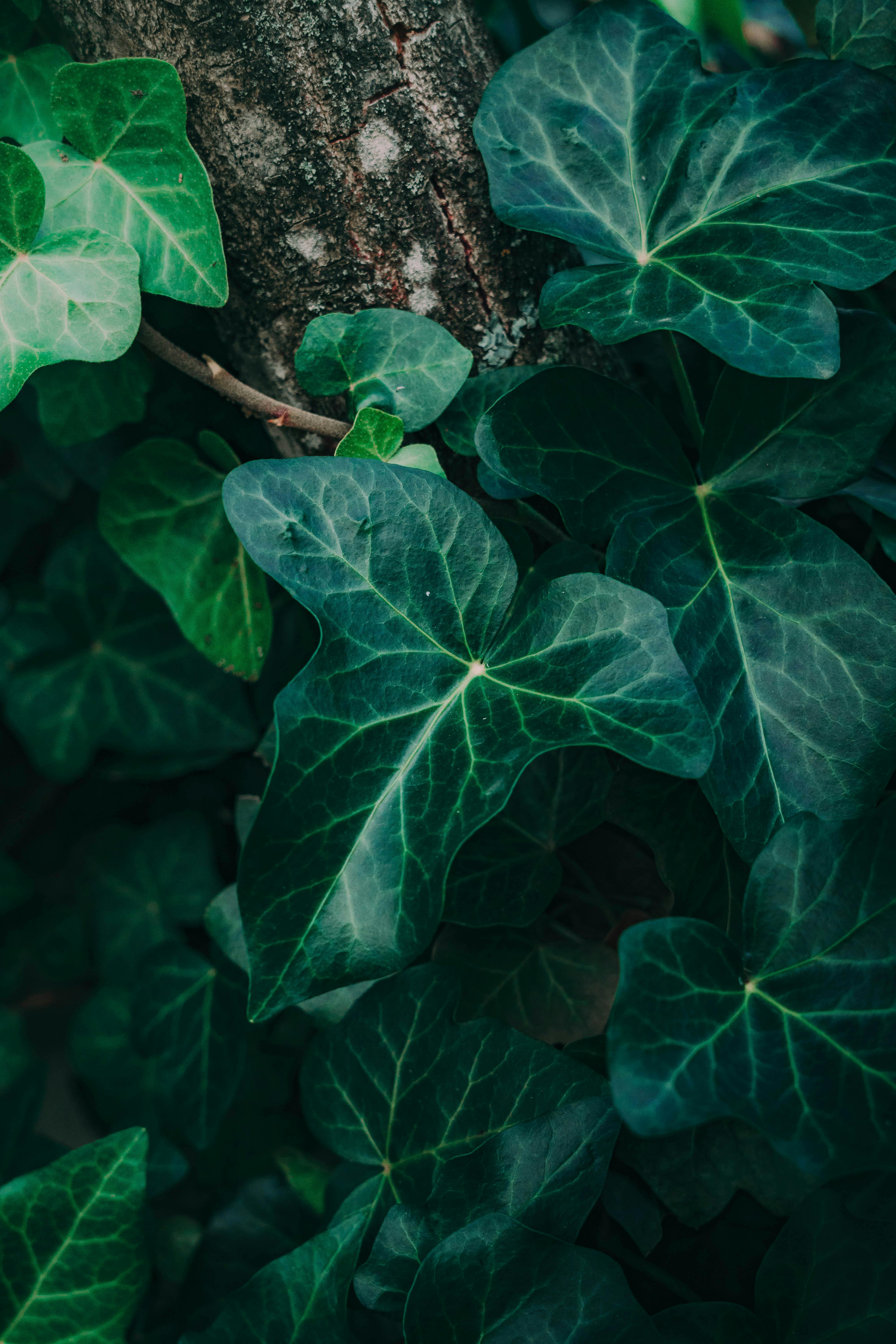 Miễn phí Hình ảnh cận cảnh những chiếc lá thường xuân xanh mướt trong môi trường tự nhiên, thể hiện rõ kết cấu và màu sắc phong phú của chúng. Ảnh lưu trữ