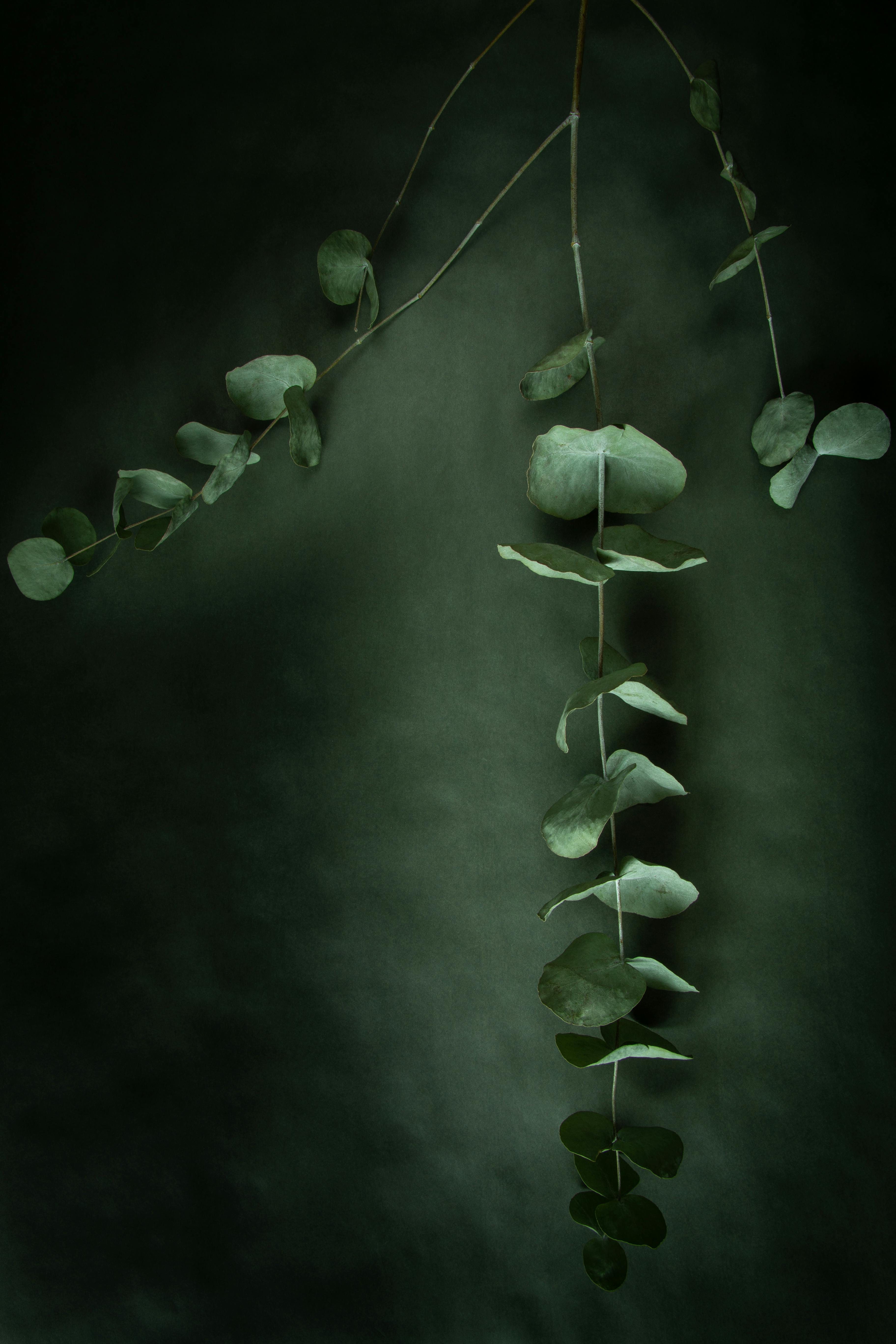 De franc Exposició artística de fulles d'eucaliptus sobre un fons verd fosc, que ofereix una estètica serena i minimalista. Foto d'estoc