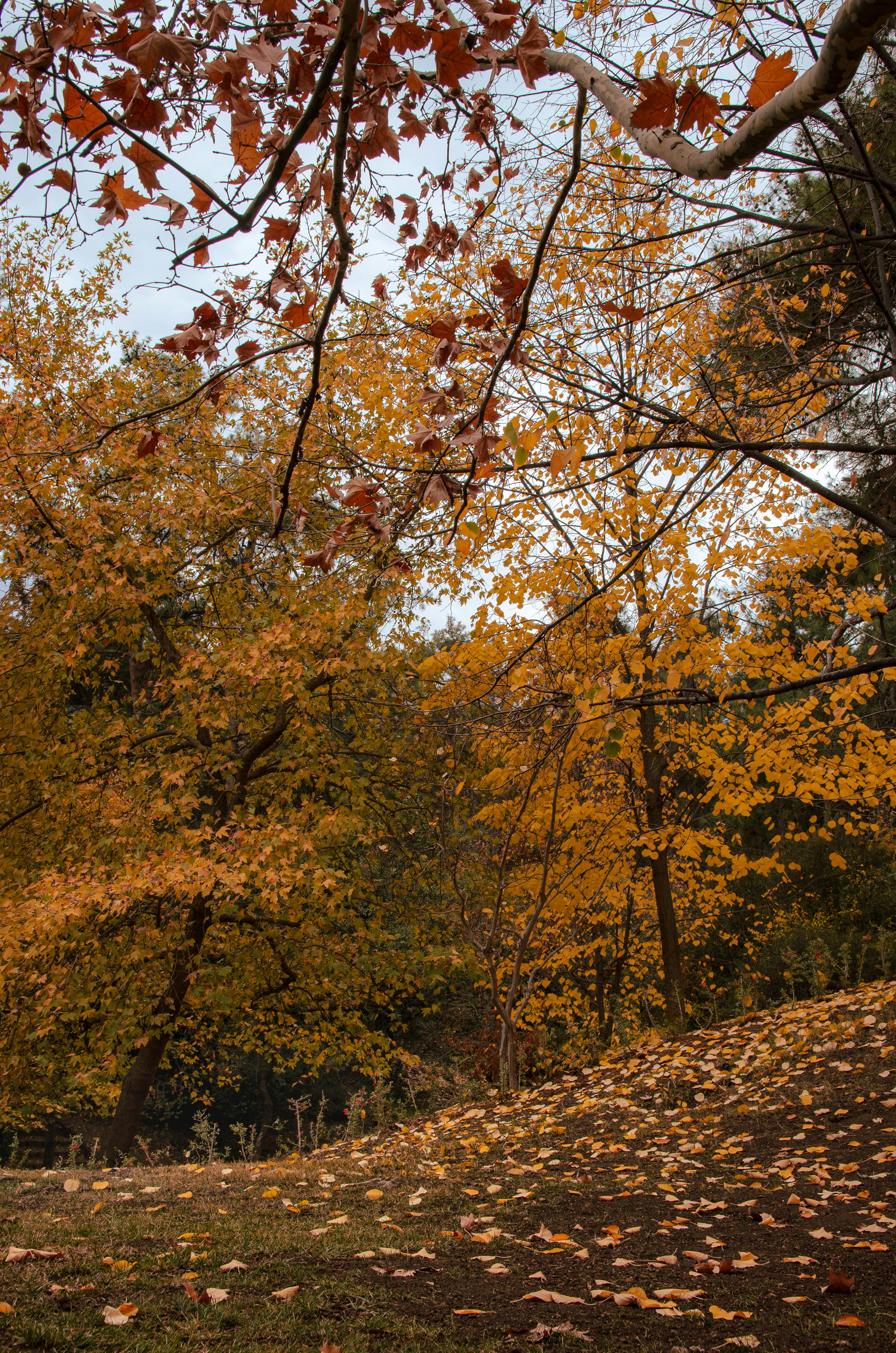 gratis Prachtige herfstkleuren in een bos in Denizli, Turkije, met levendige oranje en rode bladeren. Stockfoto