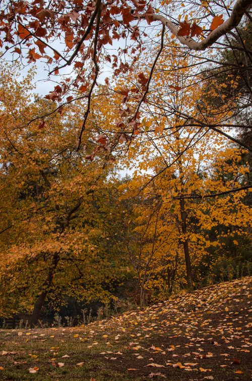 Free Beautiful autumn colors in a forest in Denizli, Türkiye, with vibrant orange and red leaves. Stock Photo