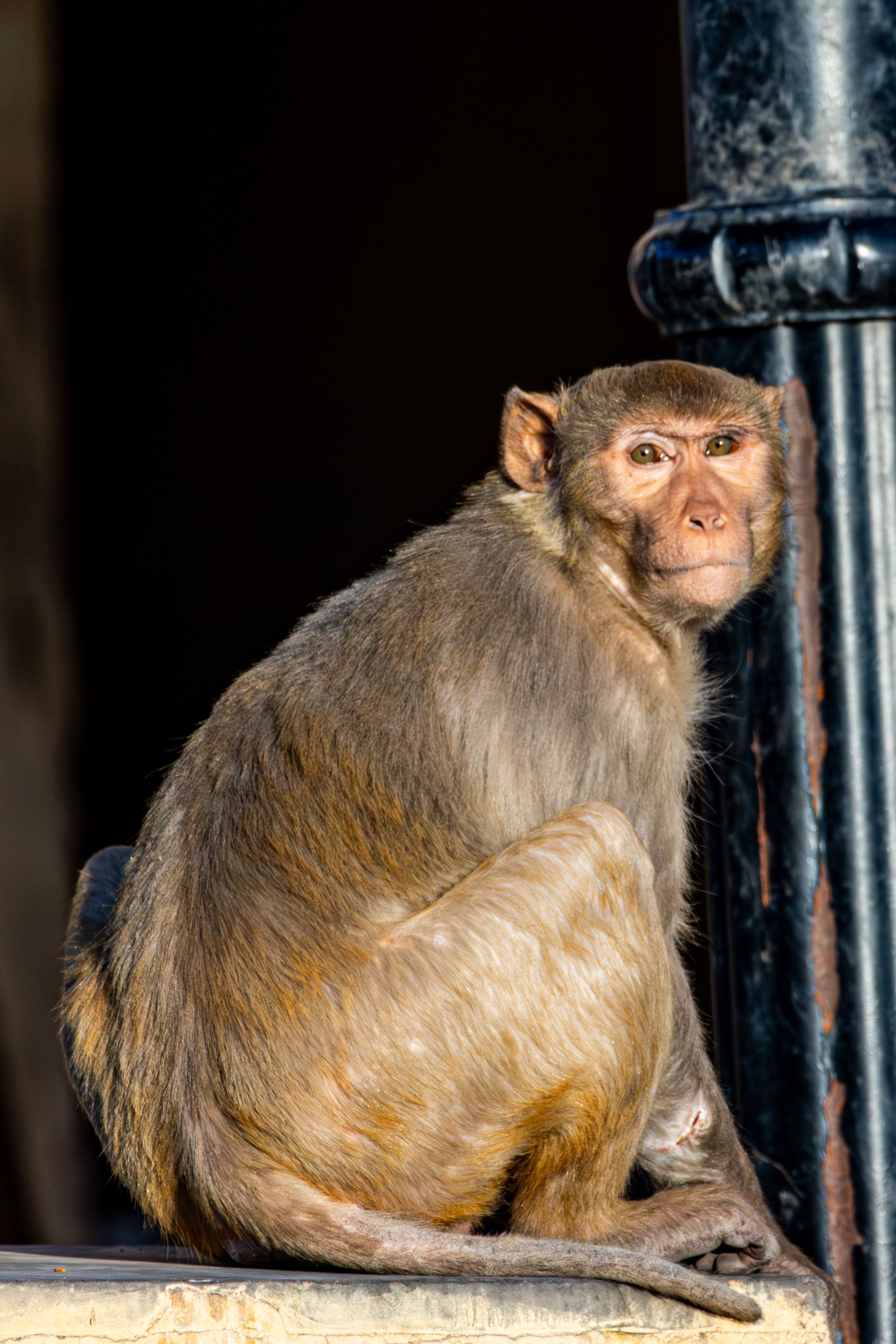 Primer Plano De Un Macaco Rhesus Sentado Al Aire Libre · Foto de stock ...