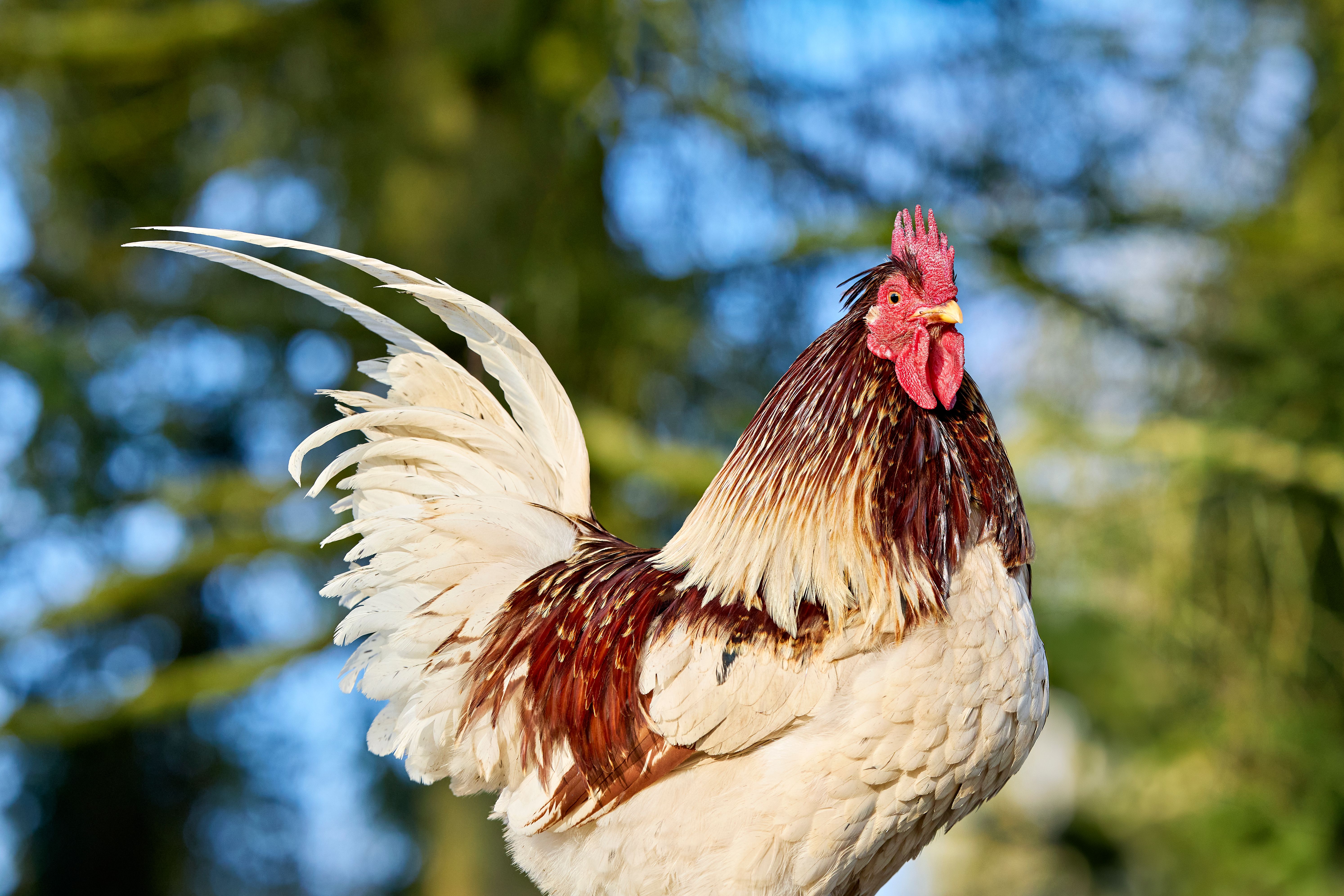 A stunning white rooster with brown feathers and a vibrant red comb, captured outdoors in natural light.