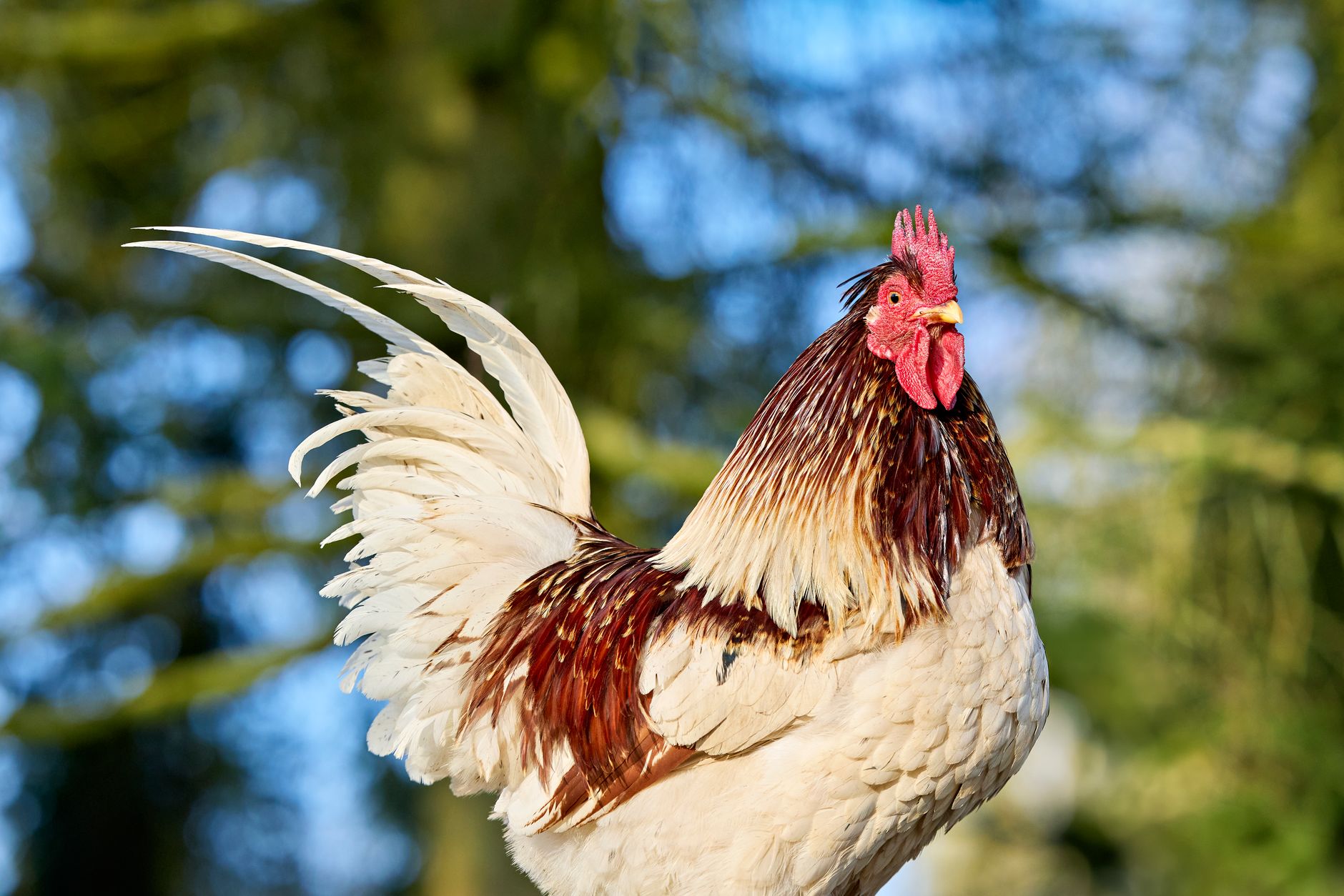 A stunning white rooster with brown feathers and a vibrant red comb, captured outdoors in natural light.