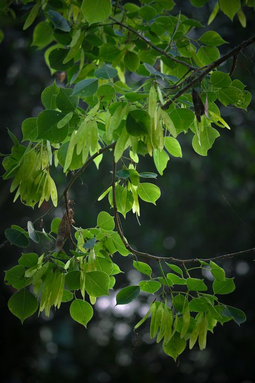 Free Close-up of lush green leaves illuminated by sunlight in a forest setting. Stock Photo