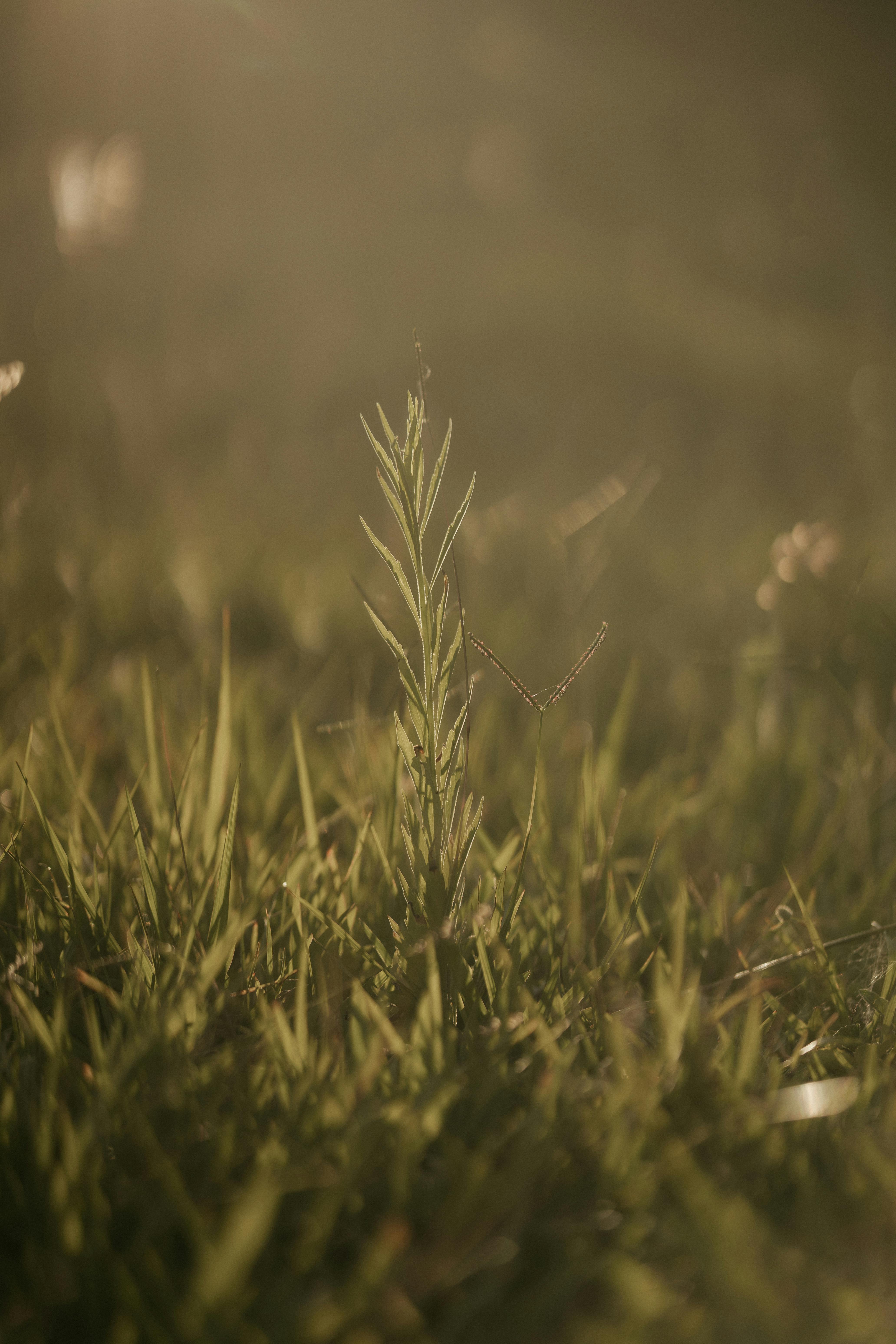 Gratis stockfoto met afzondering, begroeiing, biologisch Stockfoto