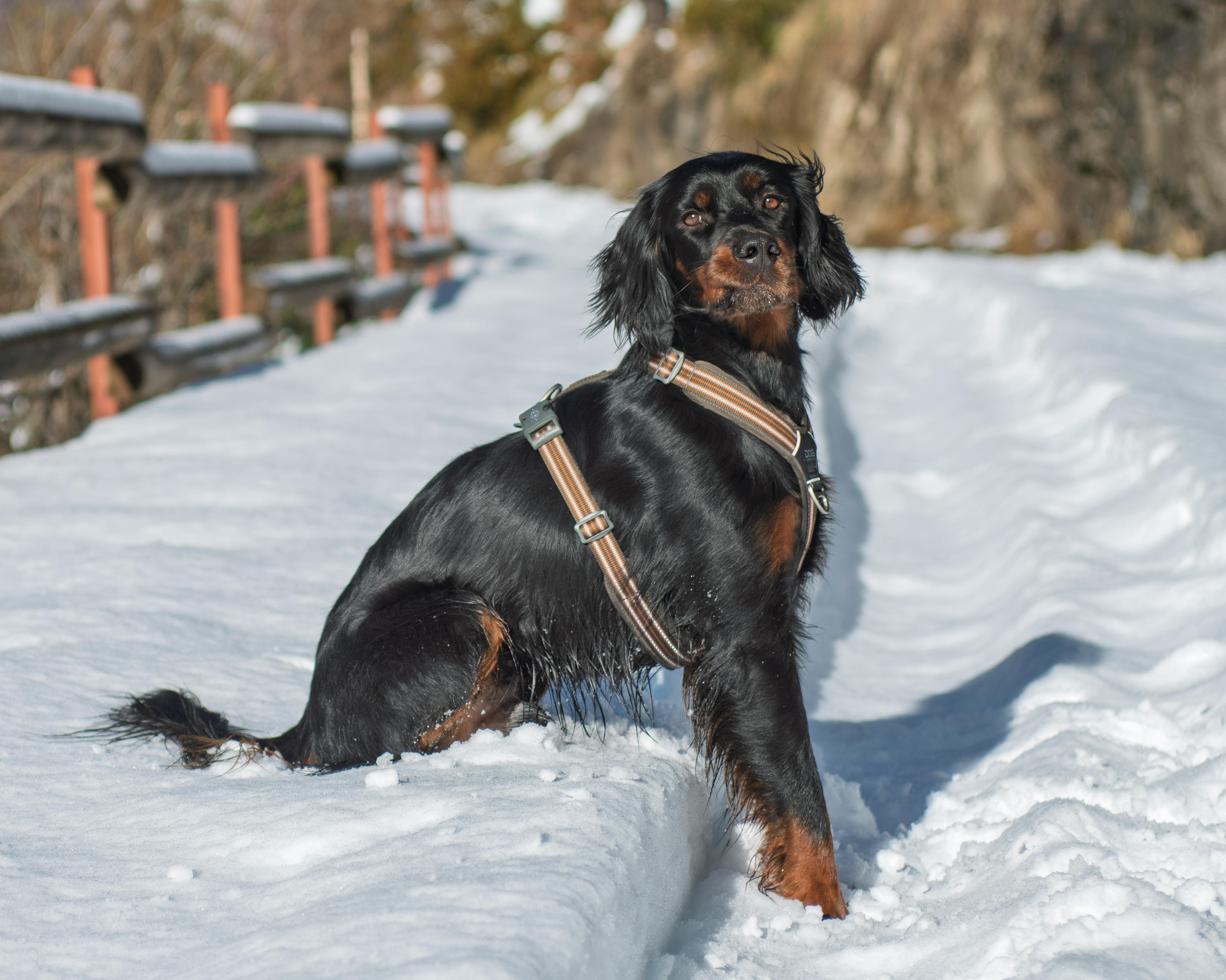 A Gordon Setter dog in a harness enjoys a winter day outdoors amidst snow and mountains.