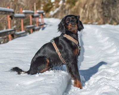 Gordon setter – hundras