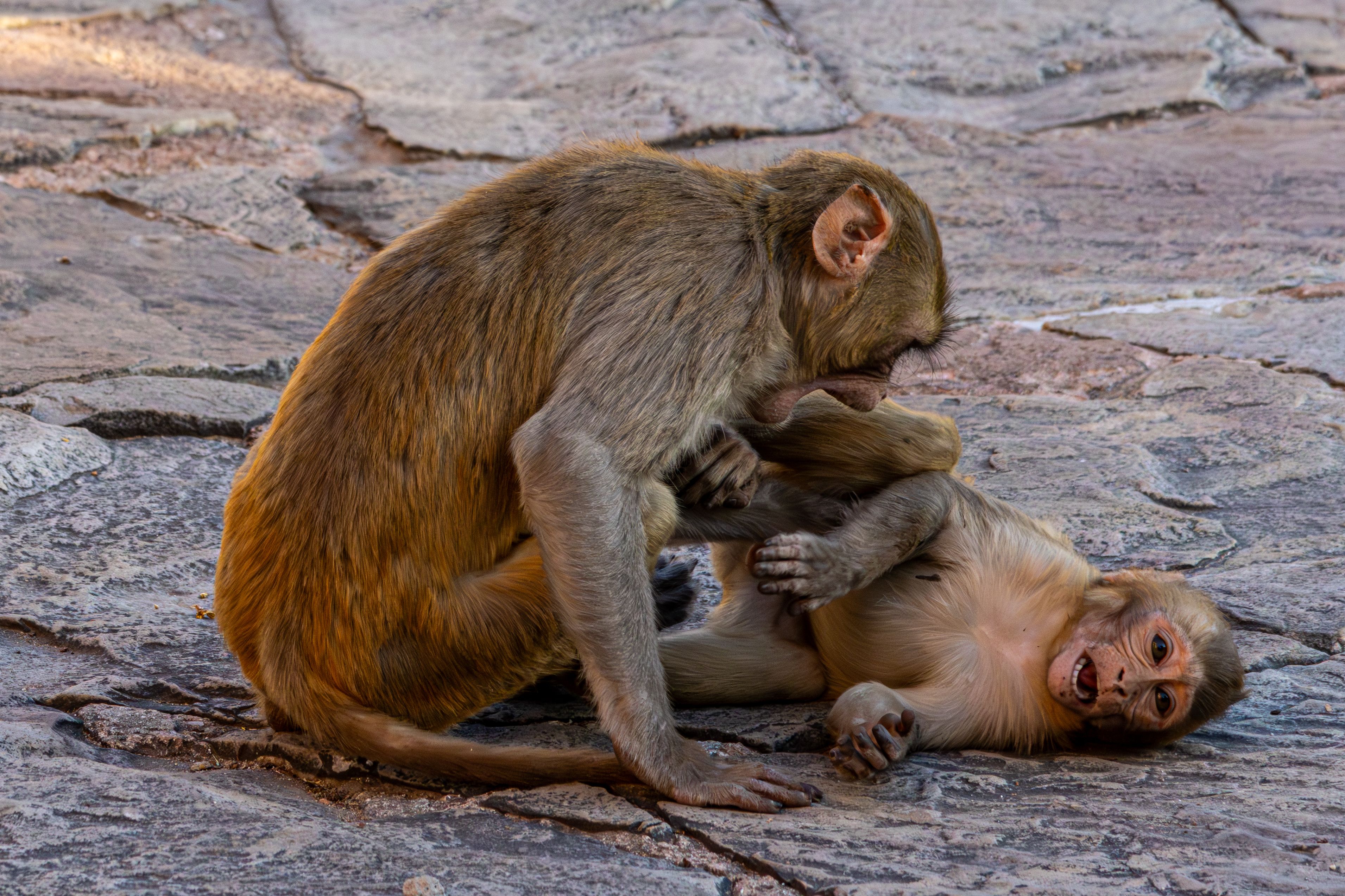 Playful Monkeys on Rock Surface Outdoors · Free Stock Photo