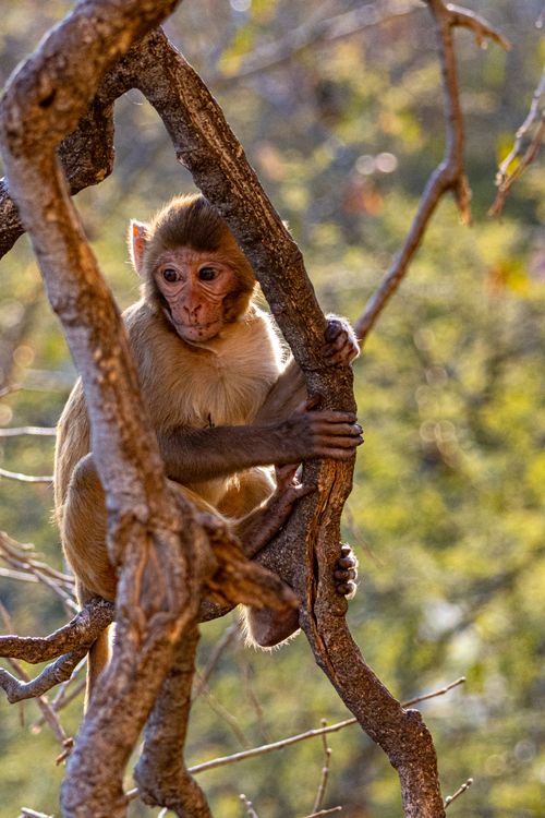 Free A young monkey gripping tree branches in a sunny forest setting. Stock Photo