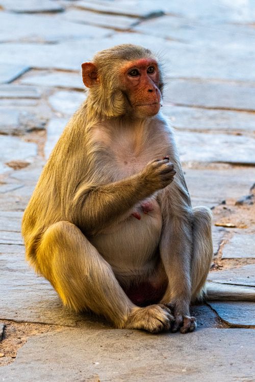 Free Rhesus macaque (Macaca mulatta) sitting on stone pavement in natural setting. Stock Photo