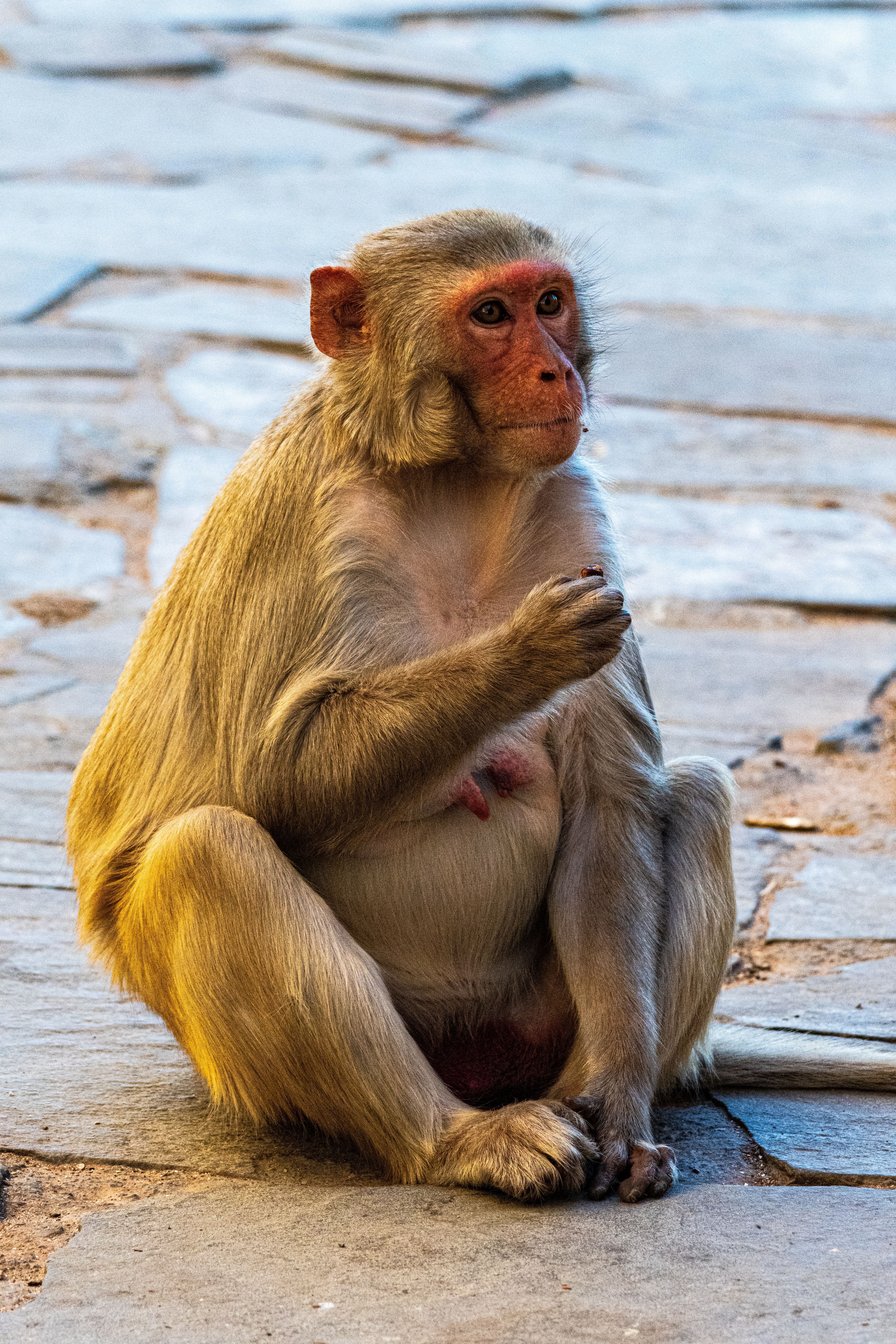 Rhesus Macaque Sitting on Stone Pavement · Free Stock Photo