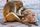 animal behavior