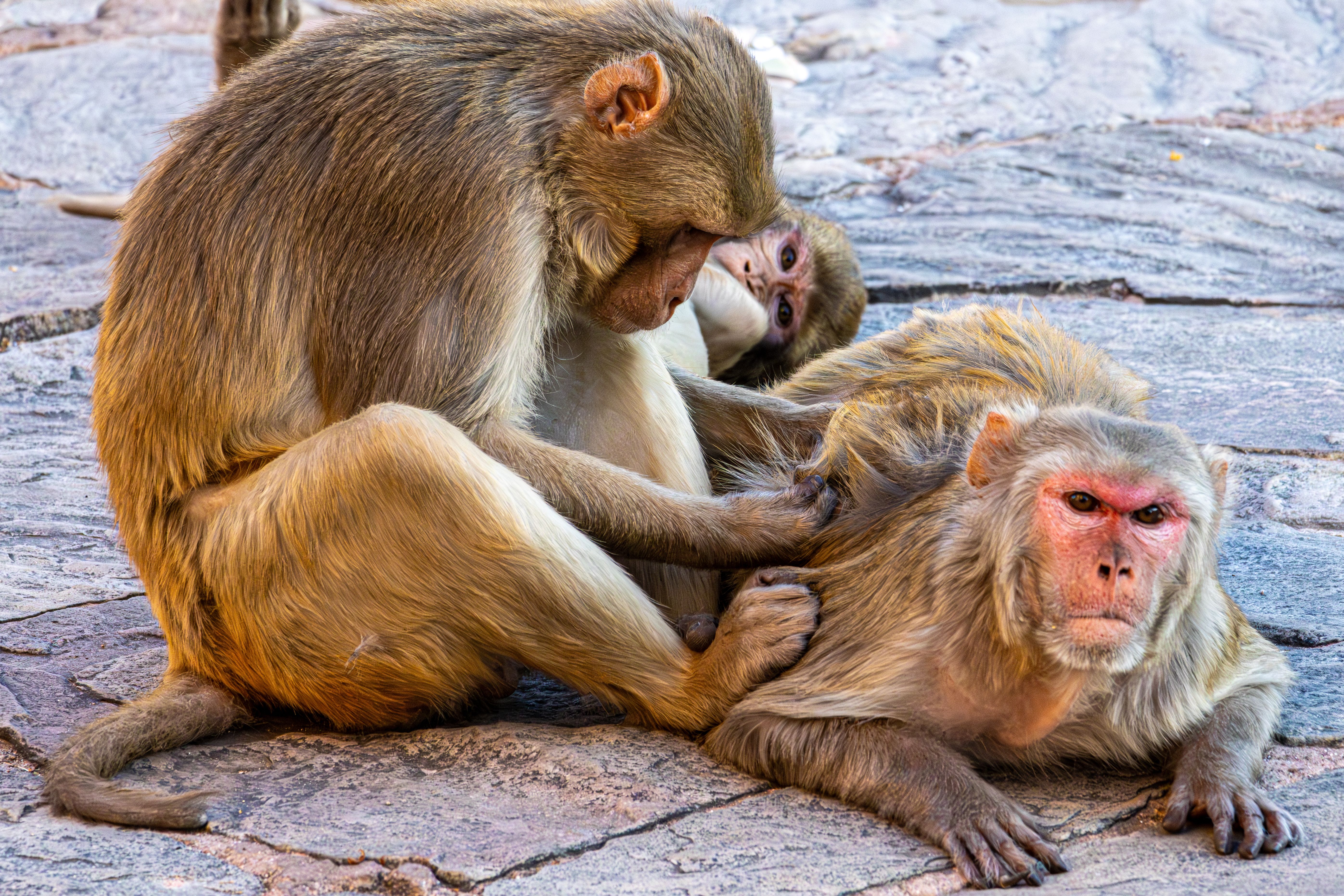 Monkeys Mating Up Close Photos, Download The BEST Free Monkeys Mating ...
