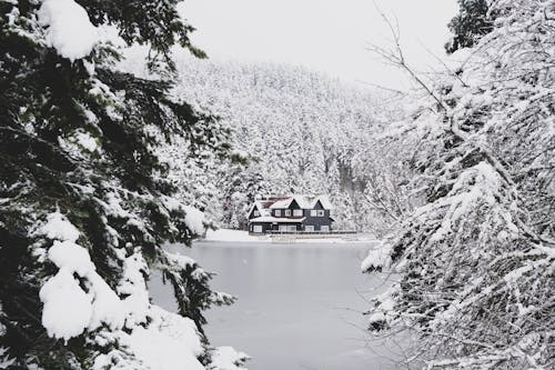 Casa Y árboles Cubiertos De Nieve