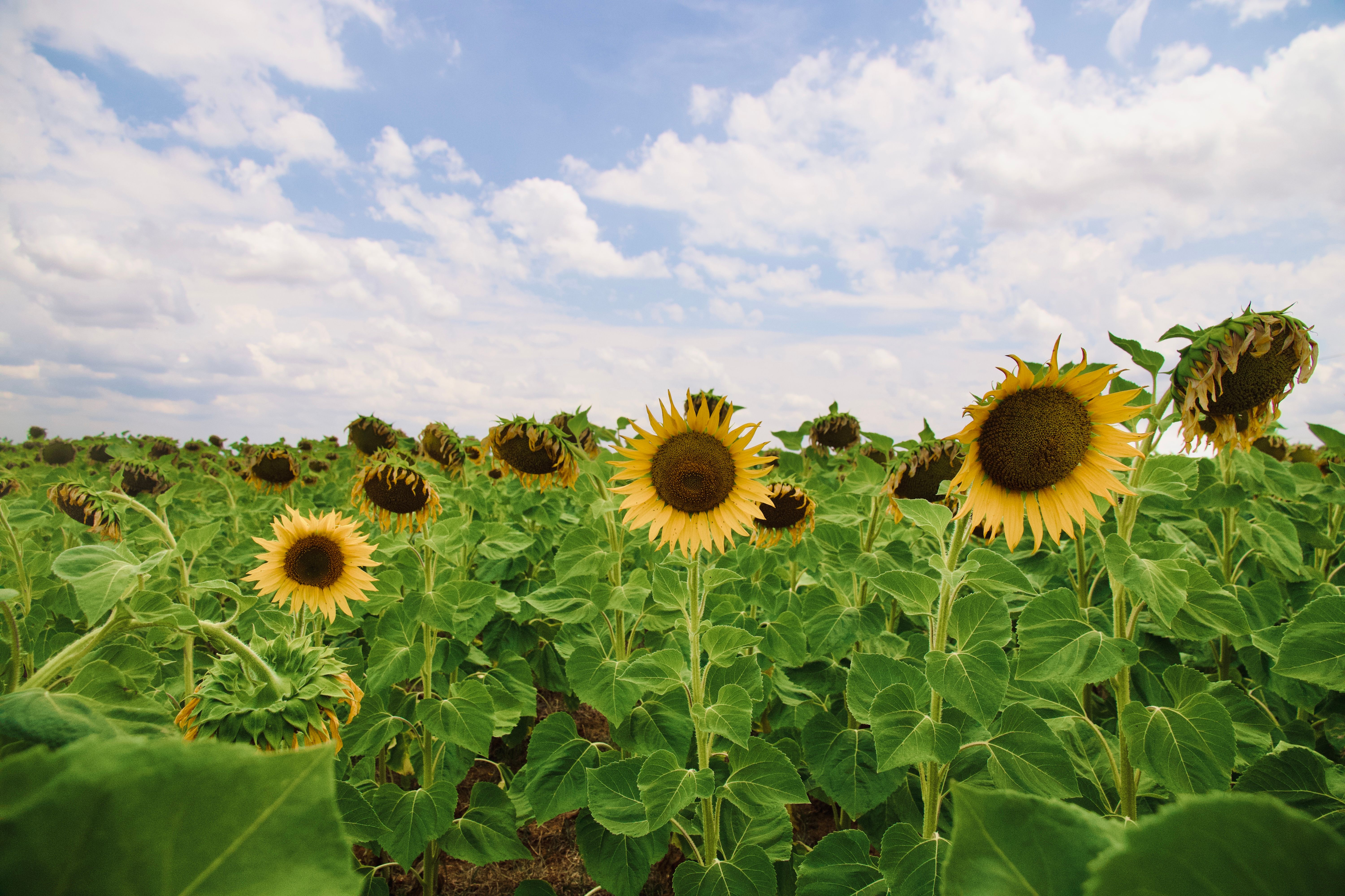 Lush sunflower field blooming under a bright blue sky with scattered clouds.