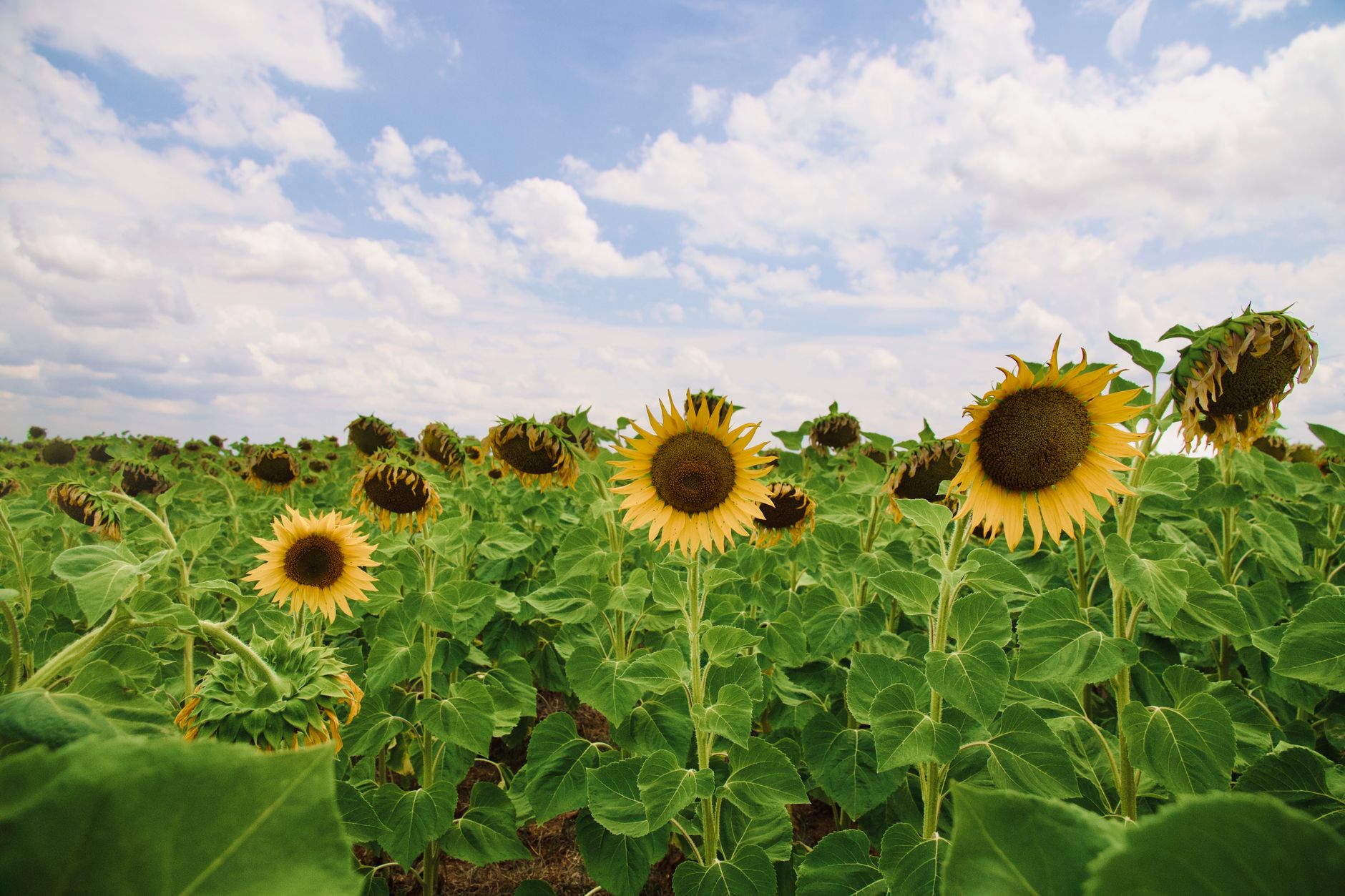 Lush sunflower field blooming under a bright blue sky with scattered clouds.