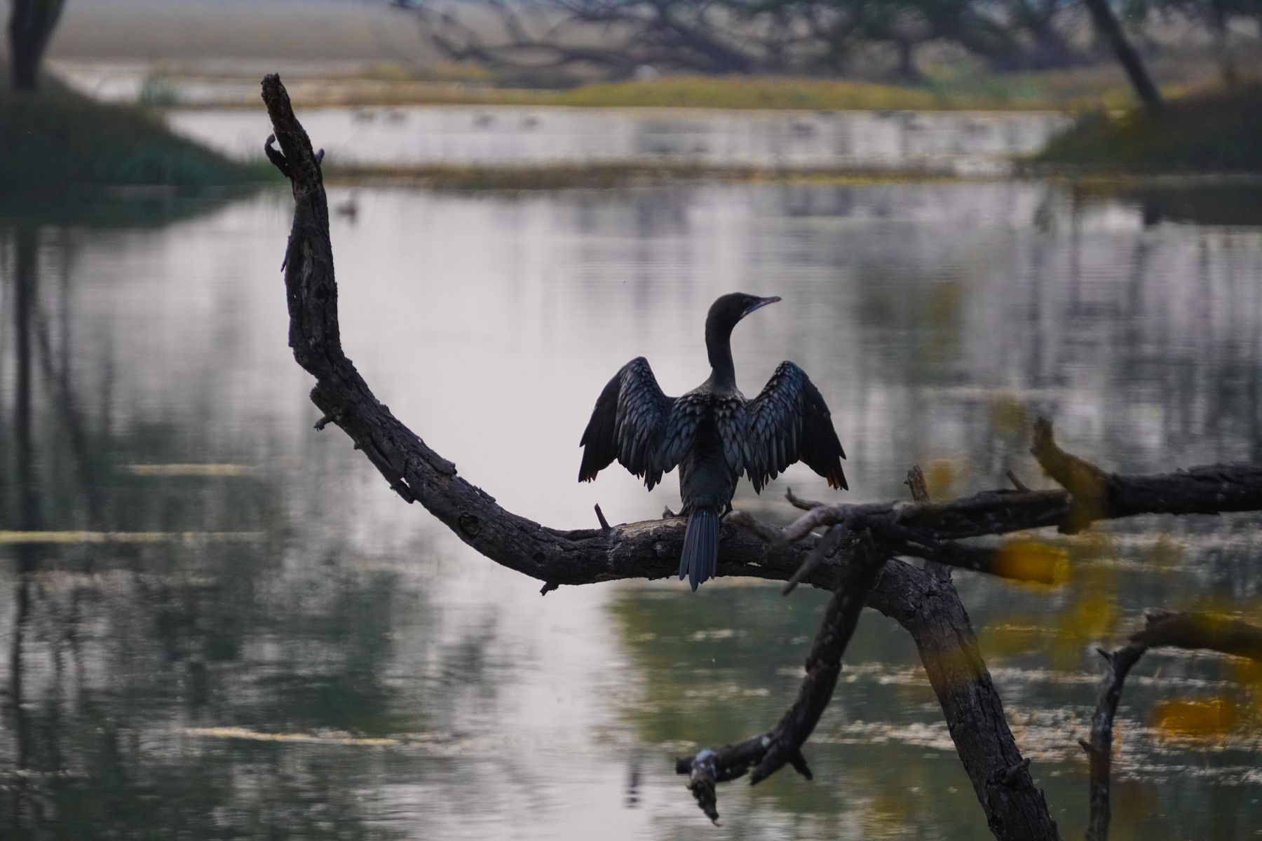 Ropar Wetland in Autumn: A Nature Day Trip from Chandigarh