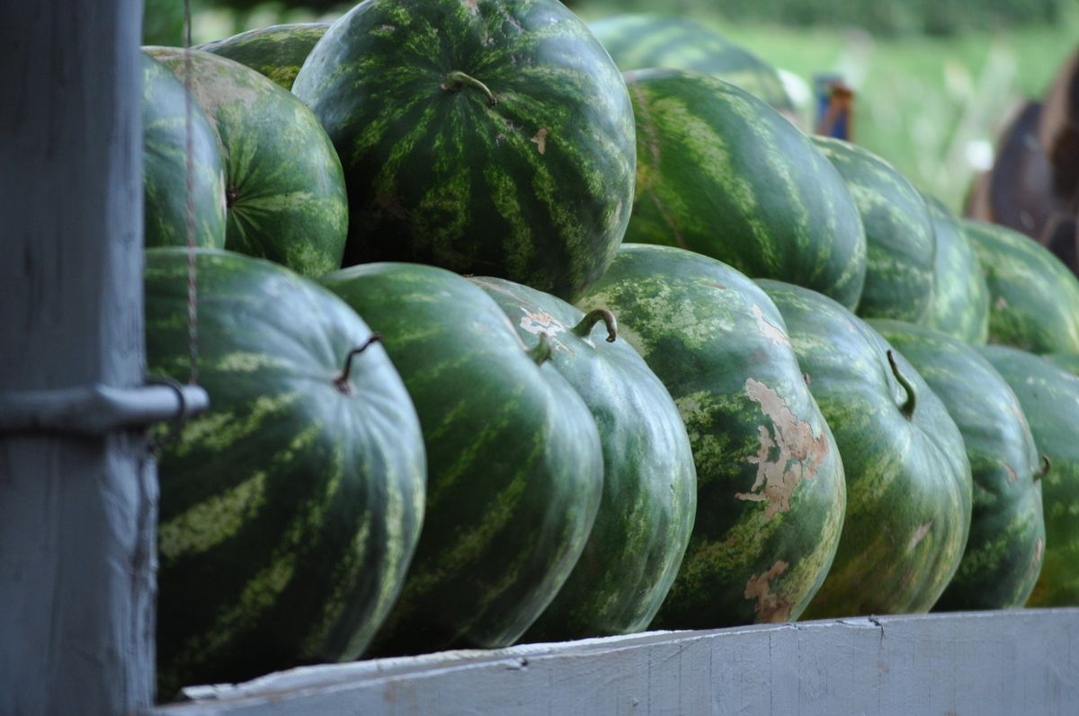 Stack of fresh wholesale watermelons at a fruit stand before delivery to customers
