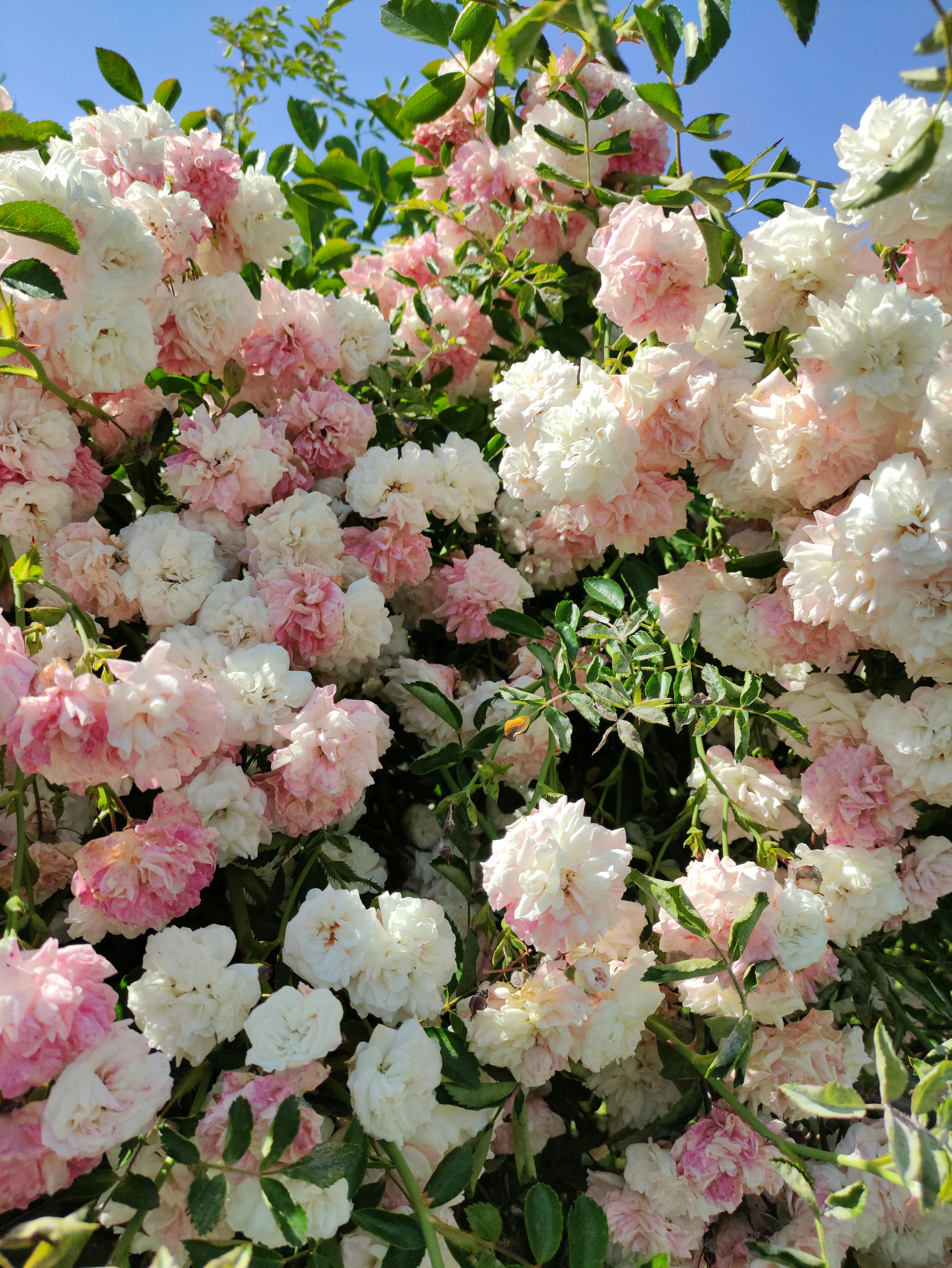 Kostenlos Ein wunderschöner Anblick von rosa und weißen Rosen in voller Blüte unter der hellen Sommersonne. Stock-Foto