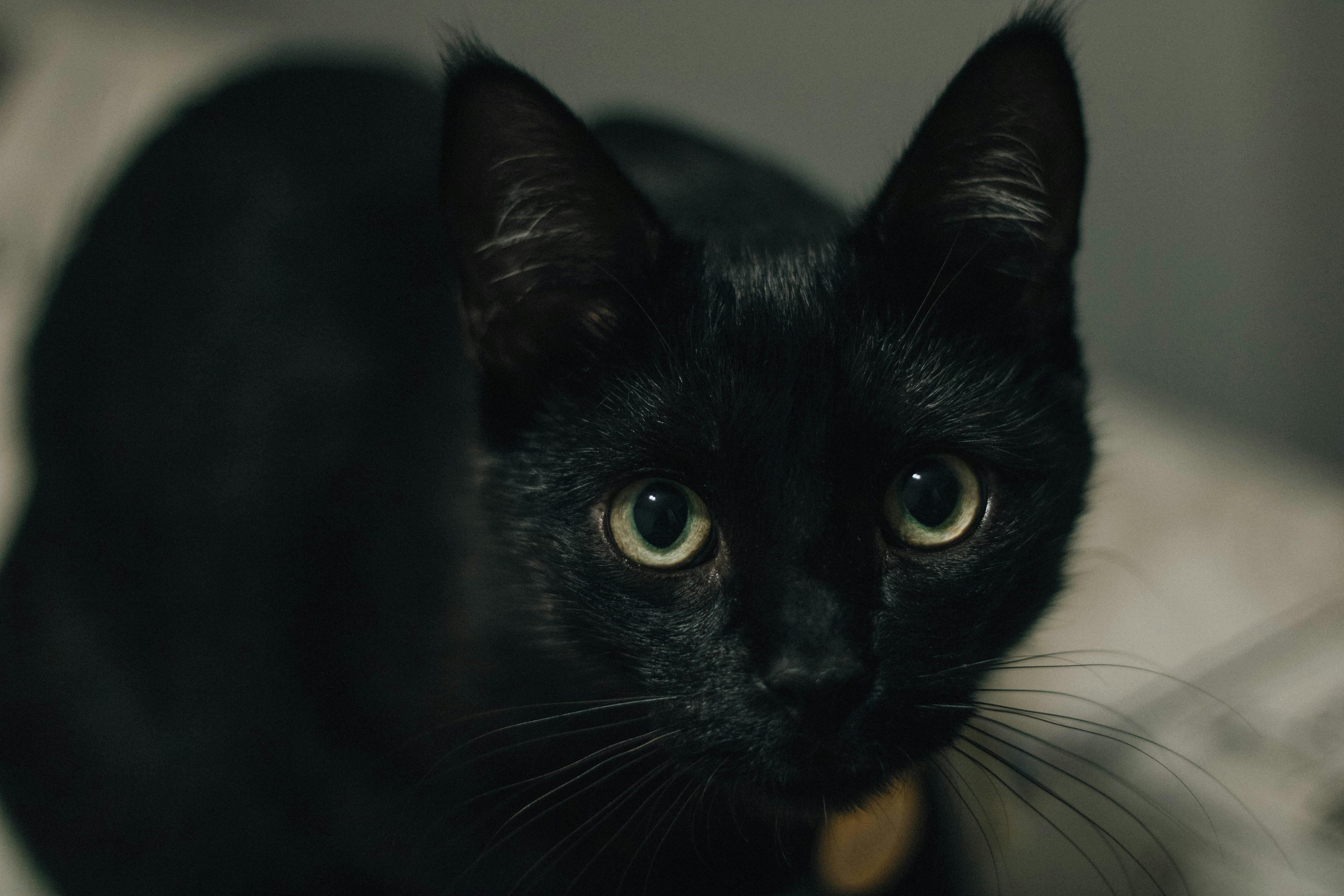 pet technology contact — Photo by Mayara Caroline  Mombelli on Pexels