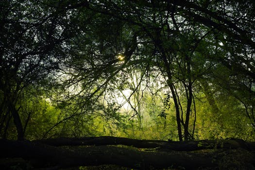 Serene early morning light filters through a lush forest in Gujarat, showcasing natural beauty and tranquility.