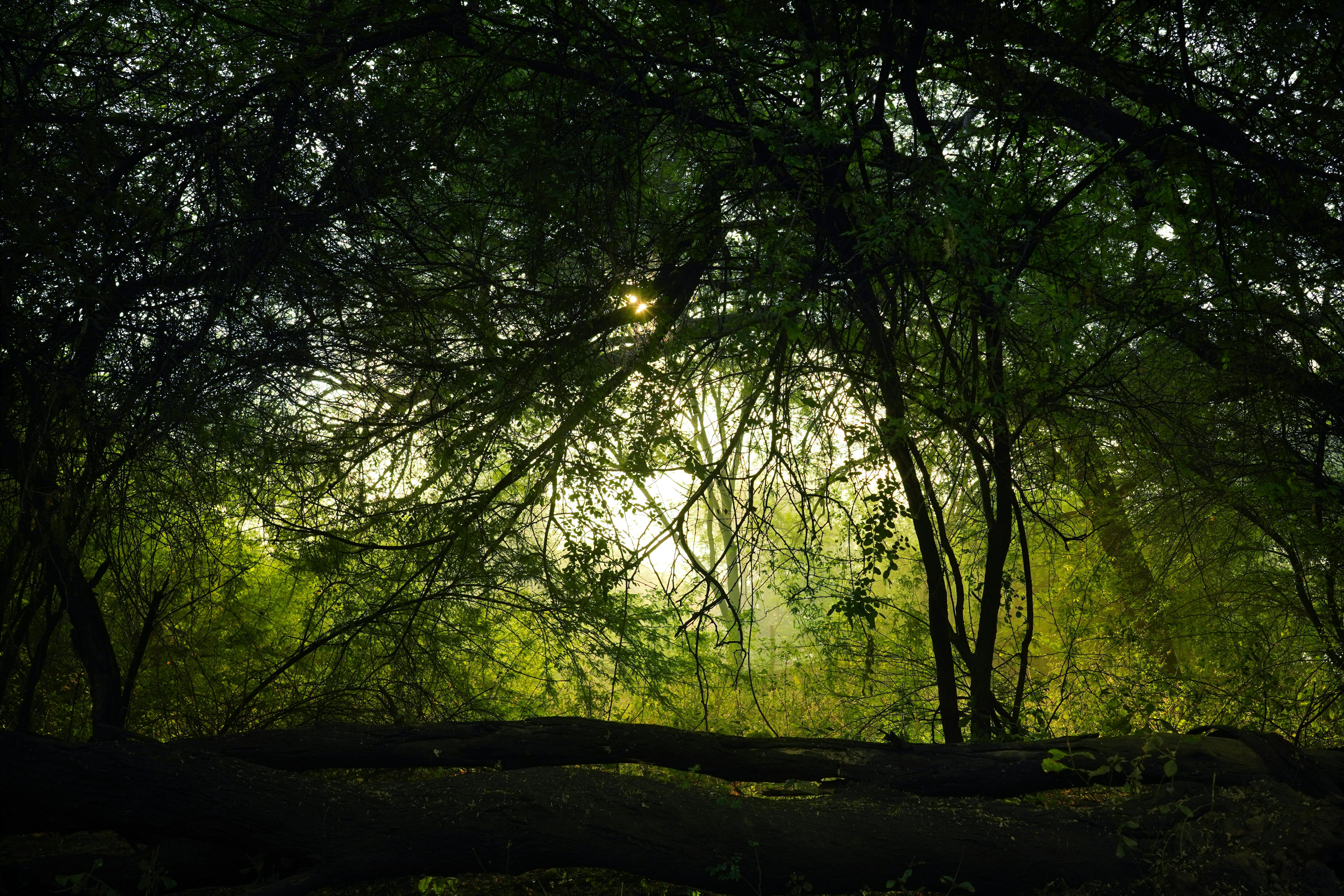 Peaceful Forest Morning in Gujarat, India
