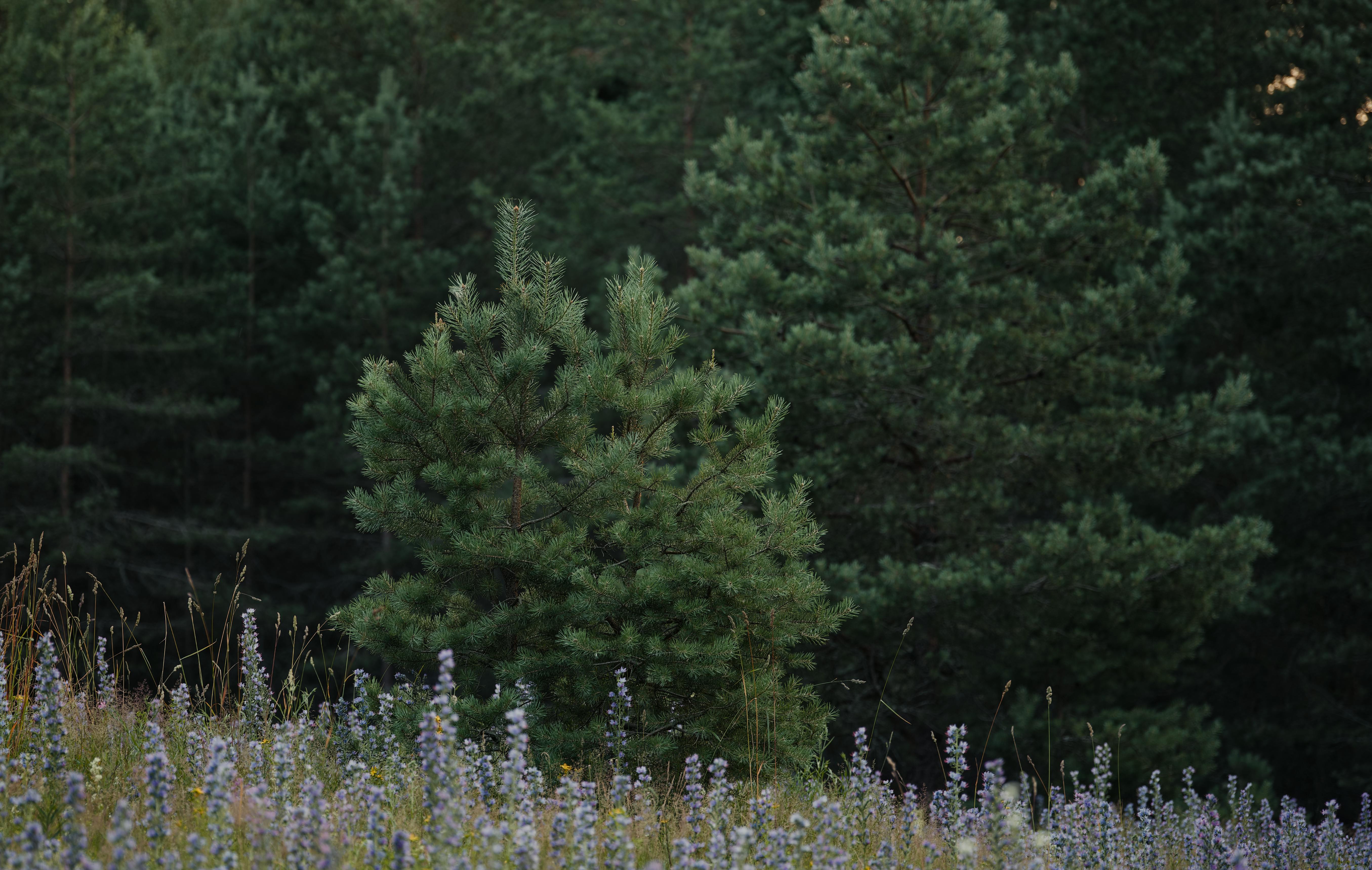 Gratis Tranquilla scena di una pineta con giovani alberi sempreverdi e fiori selvatici alla luce del giorno. Foto a disposizione
