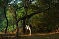 Two people enjoying a peaceful walk through the lush green forest in Gujarat, capturing nature's tranquility.