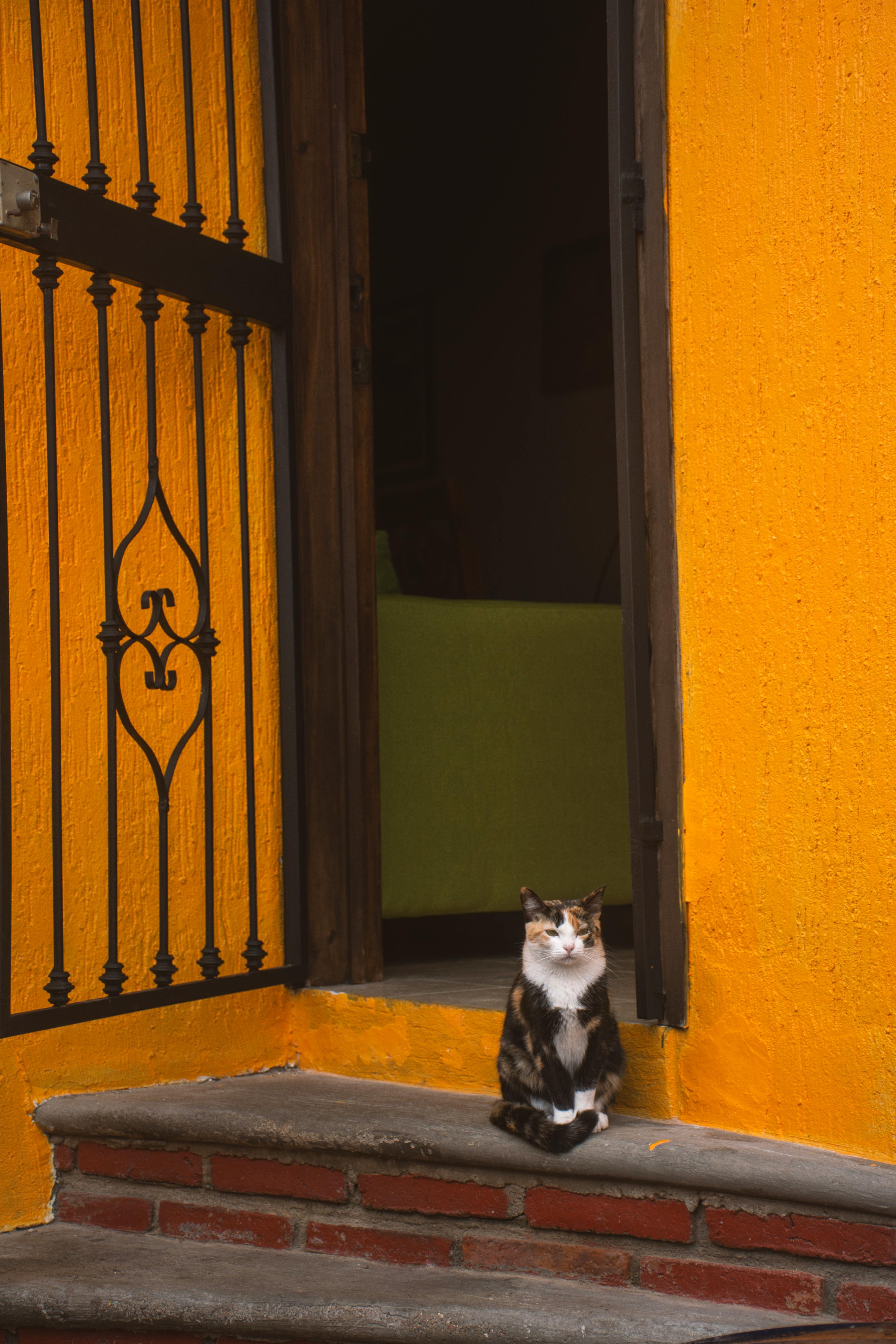 A calico cat sits on a vibrant yellow doorstep in Chiapas, México.