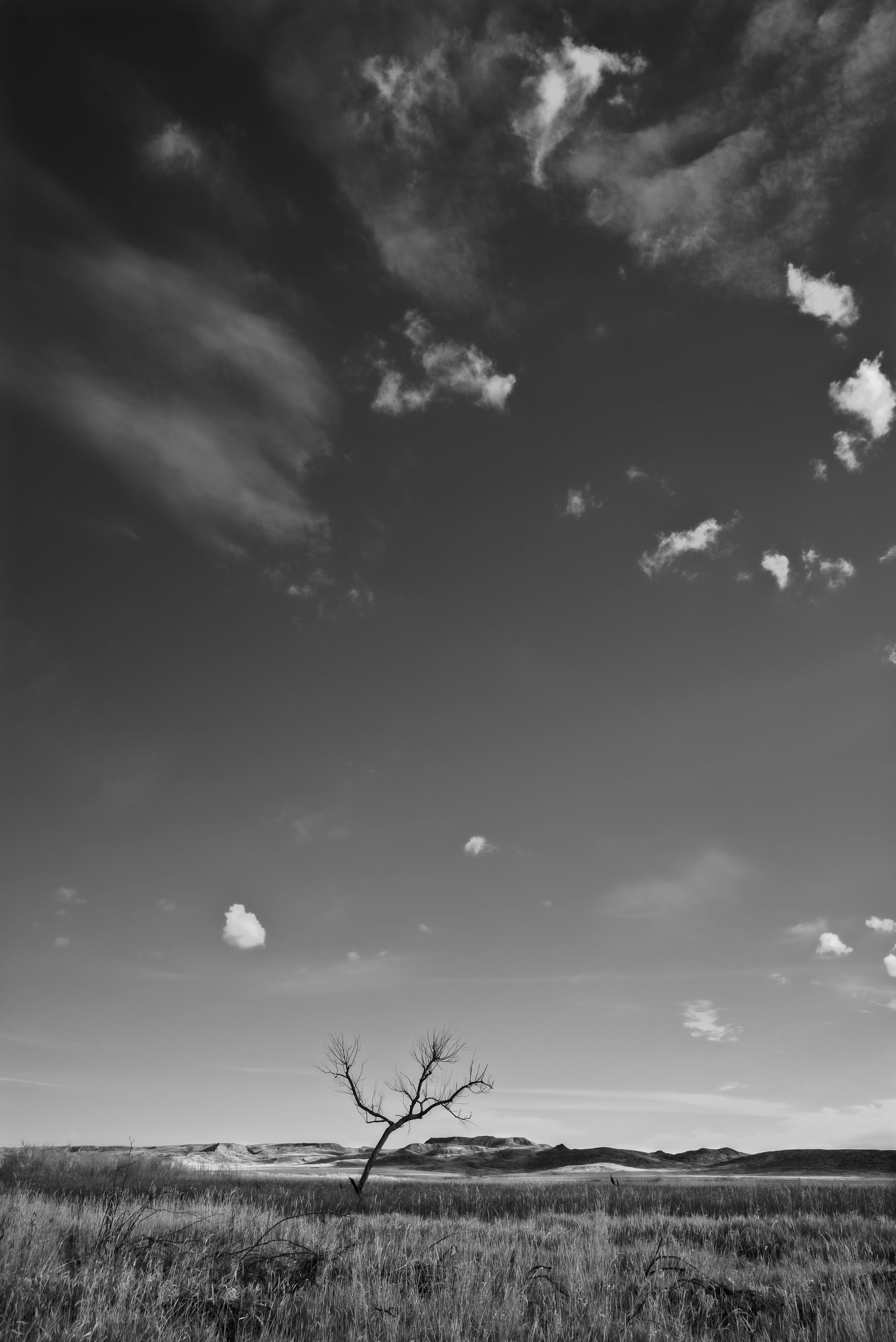 Ücretsiz Geniş, açık bir alanda, hareketli bir gökyüzünün altında tek başına duran yapraksız bir ağaç. Siyah beyaz. Stok Fotoğraflar