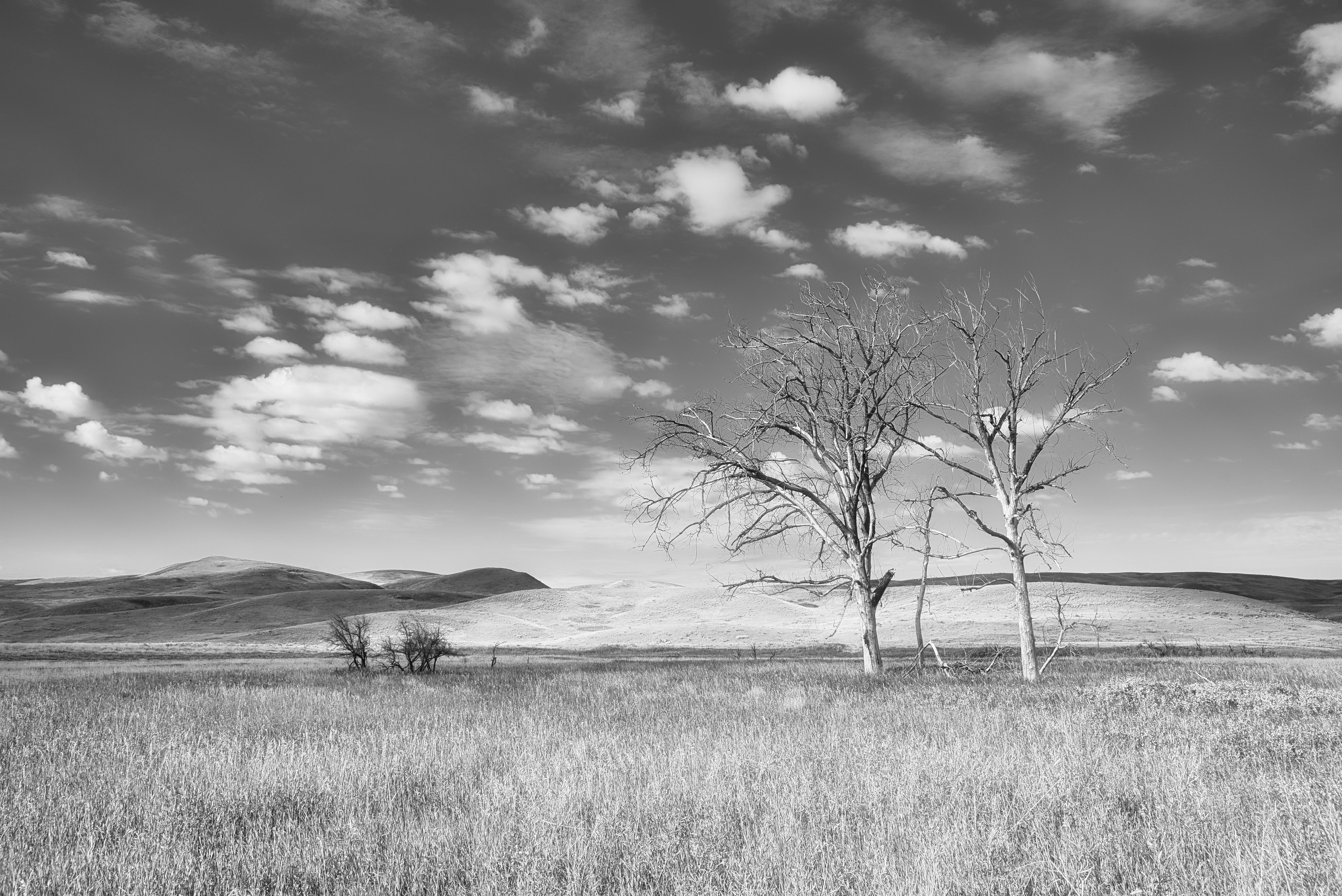 Barren tree stands isolated in a vast open field under a cloudy sky.