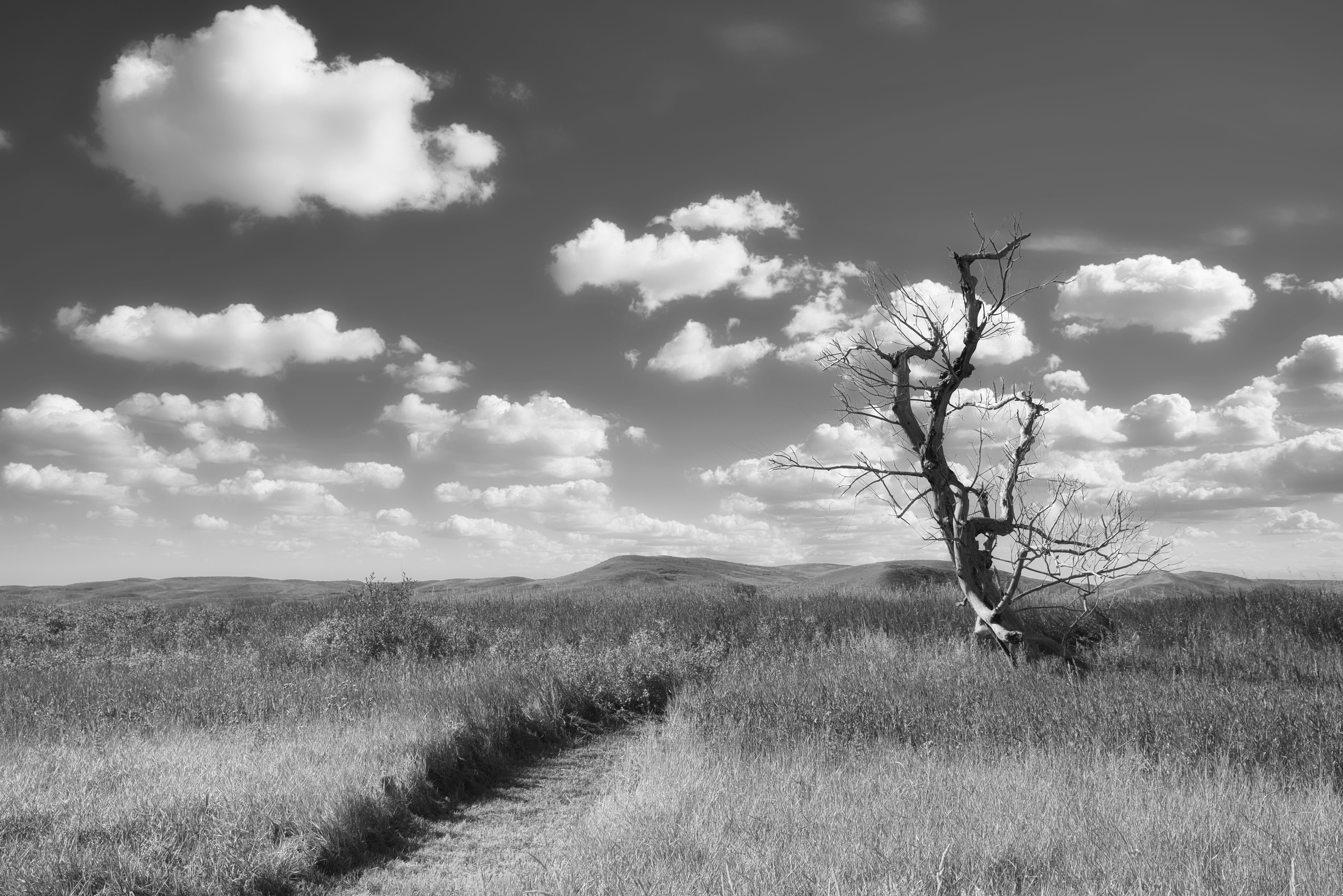 A dramatic black and white landscape featuring a lone tree and a path under a cloudy sky.
