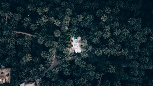 Free Aerial shot of a building amidst dense palm trees in Oman, capturing the serene and lush environment. Stock Photo