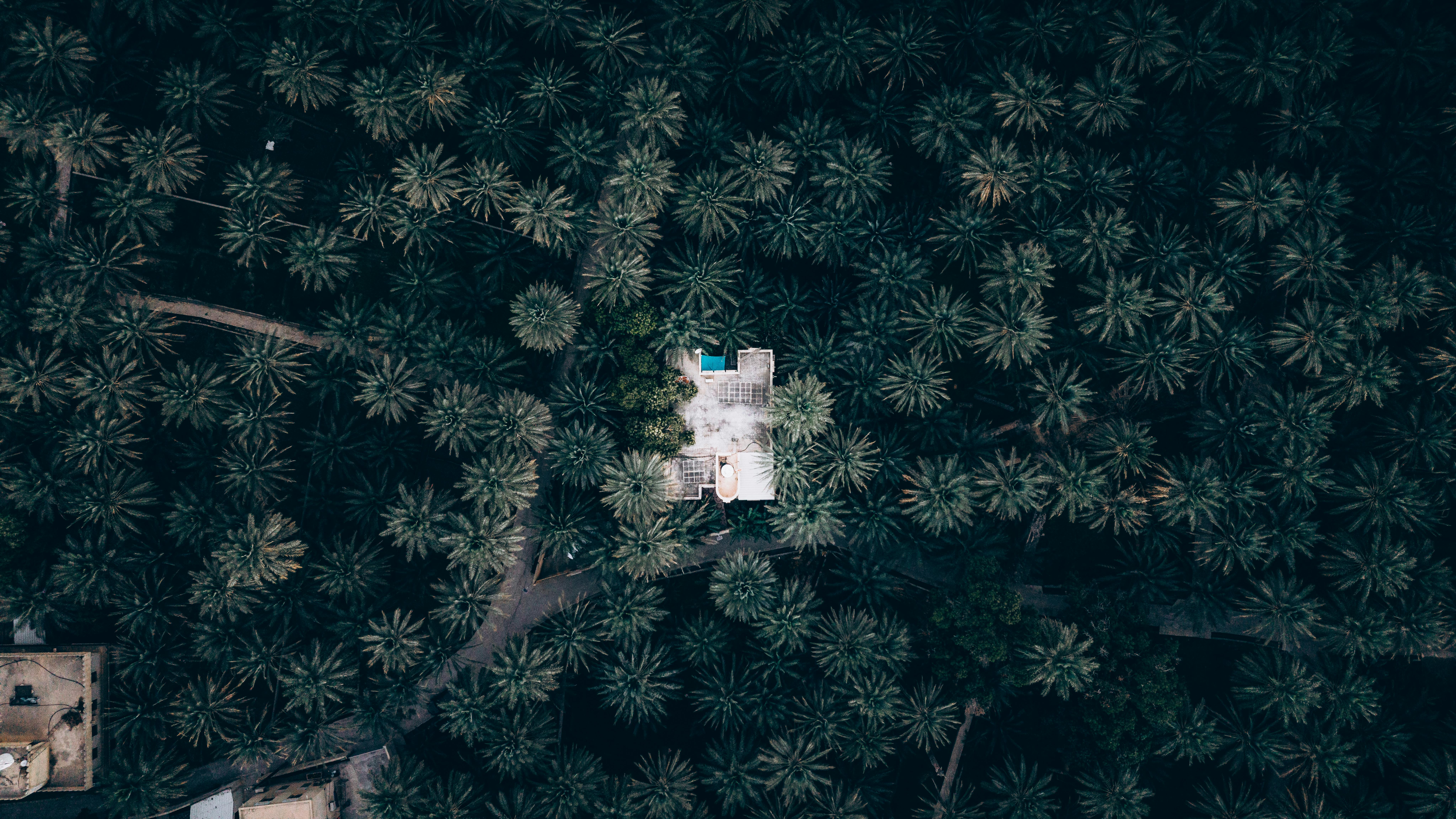 Gratis Luftfoto af en bygning blandt tætte palmetræer i Oman, der indfanger det fredfyldte og frodige miljø. Lagerfoto