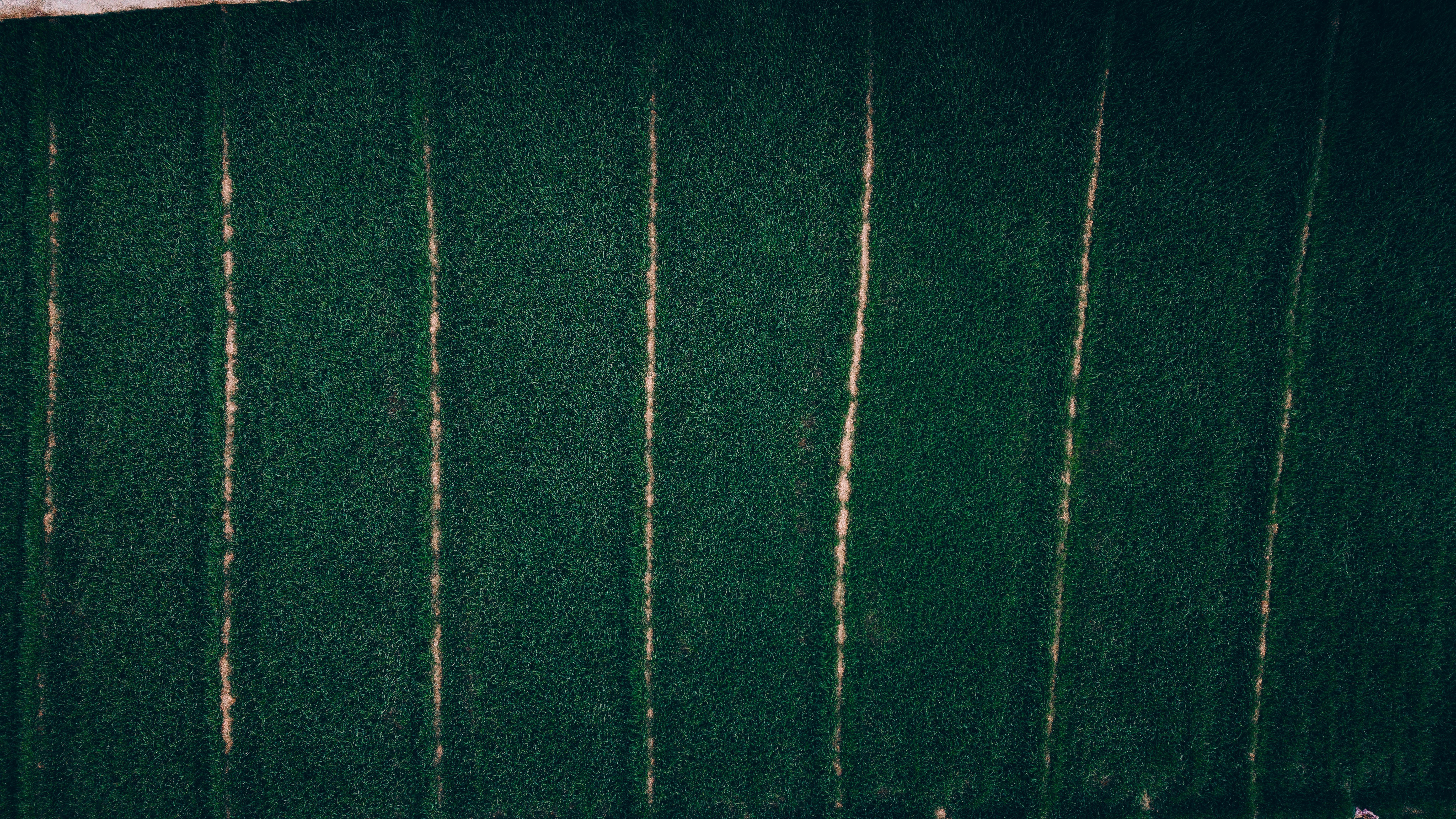 grátis Imagem aérea aérea de campos verdejantes, capturada por drone, que revela os padrões agrícolas em Omã. Foto profissional