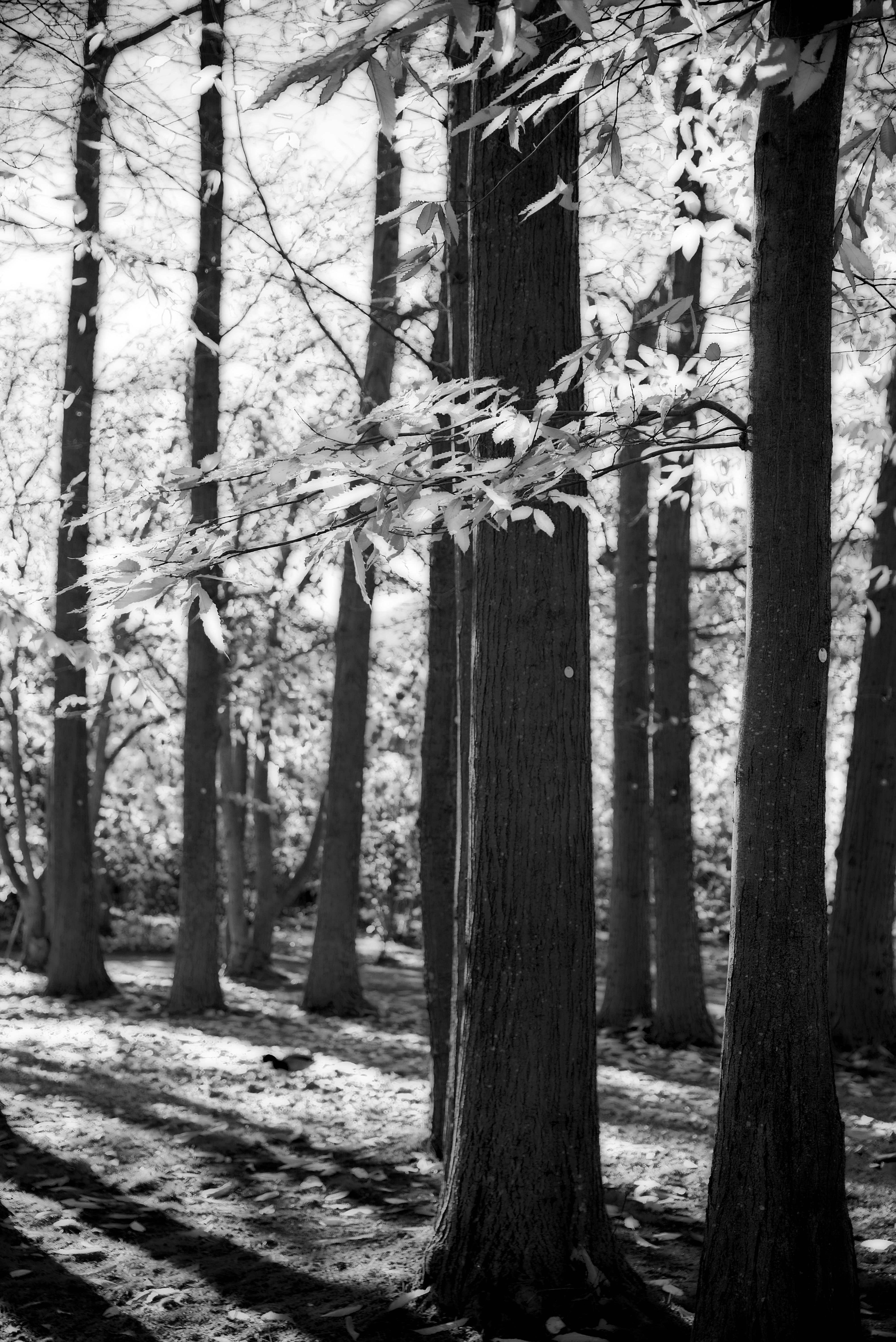 Black and White Forest Scene with Tall Trees · Free Stock Photo