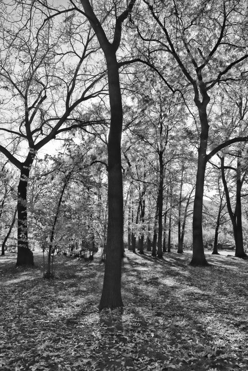 Free Moody black and white photograph of a serene autumn forest with bare trees. Stock Photo
