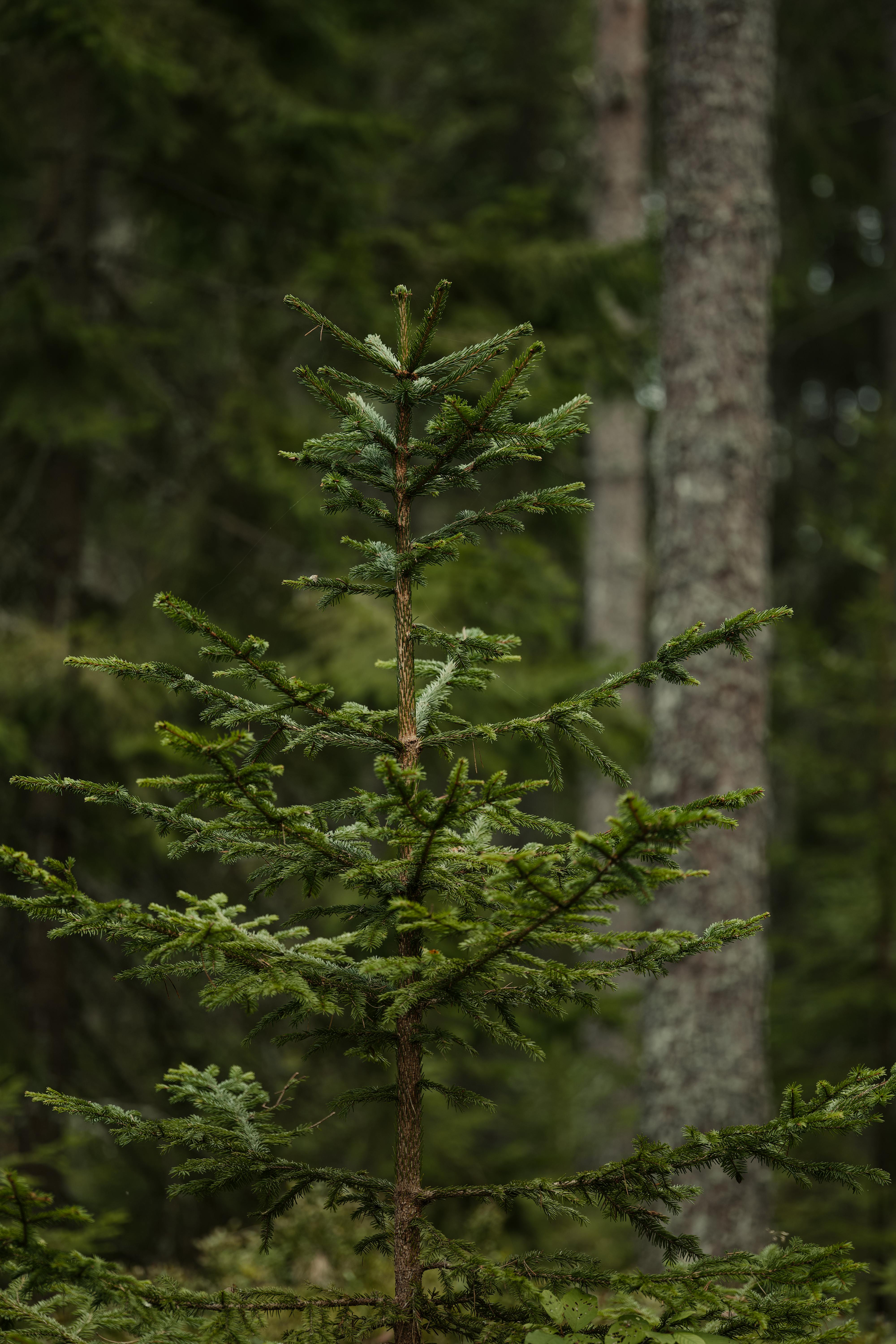 Vibrant evergreen tree in a natural, tranquil forest environment.