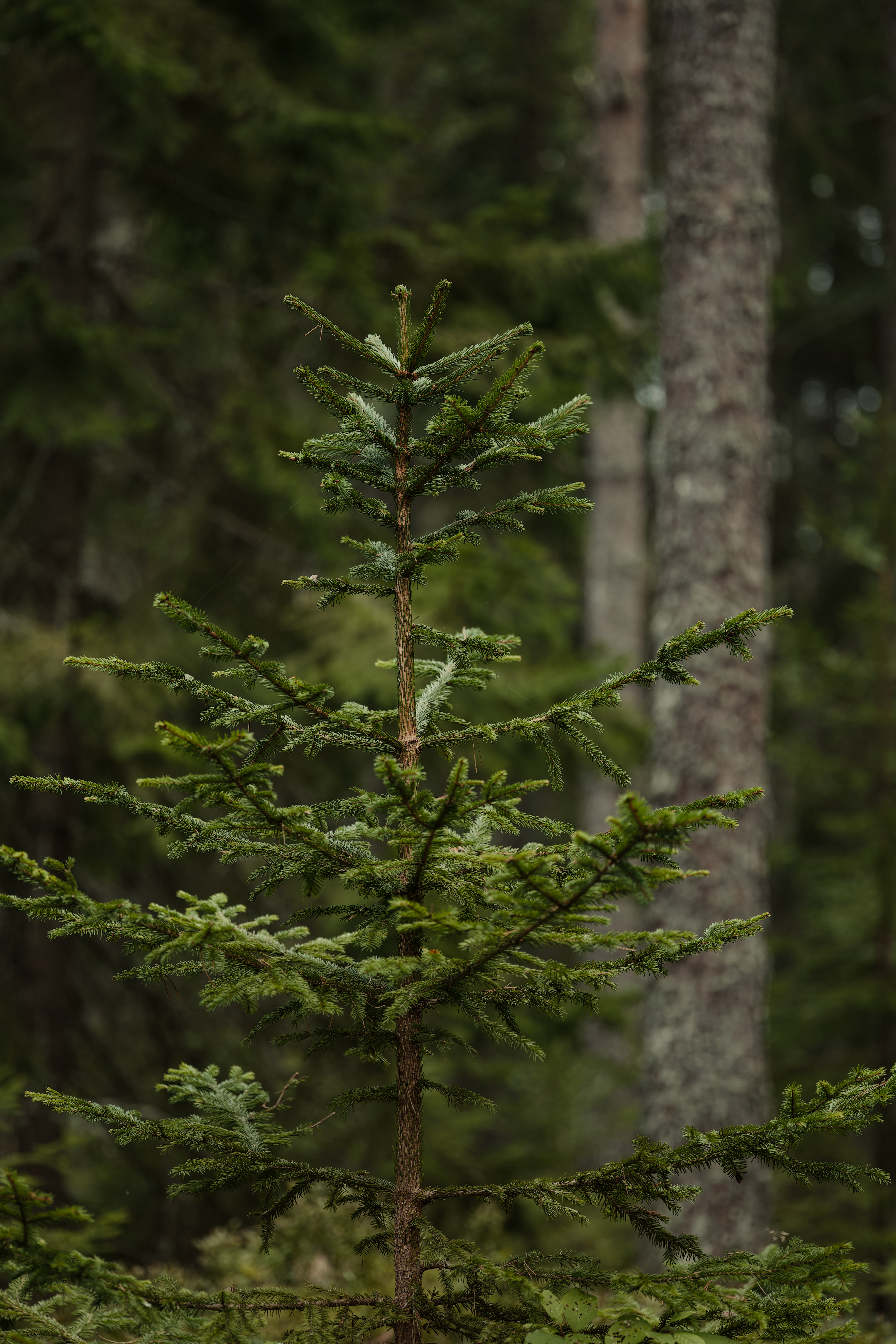Lush Evergreen Tree in Serene Forest Setting · Free Stock Photo