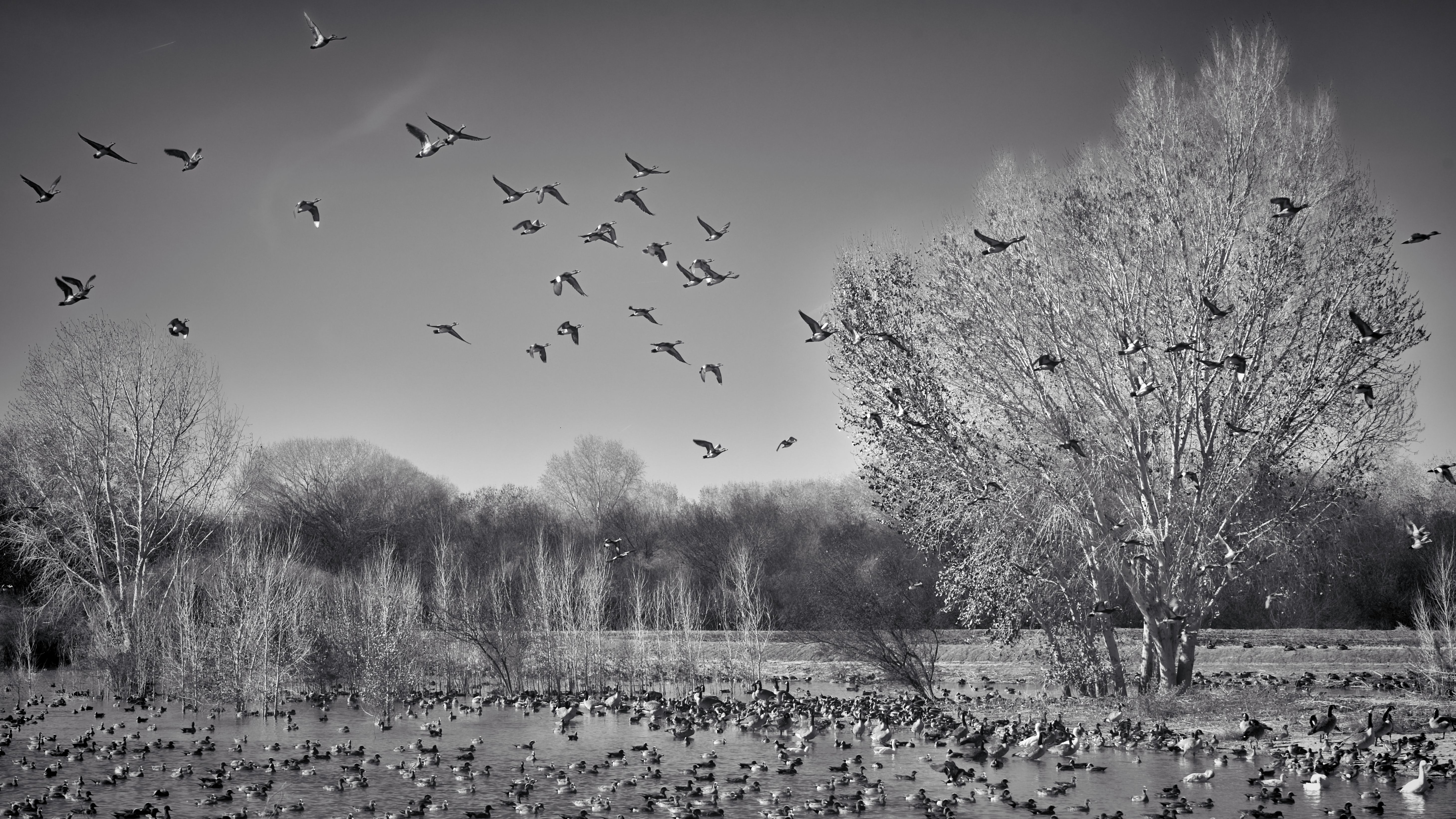 Monochrome photo of a large flock of birds in a winter landscape with bare trees.