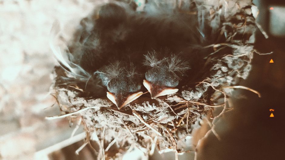 half|cozy nest