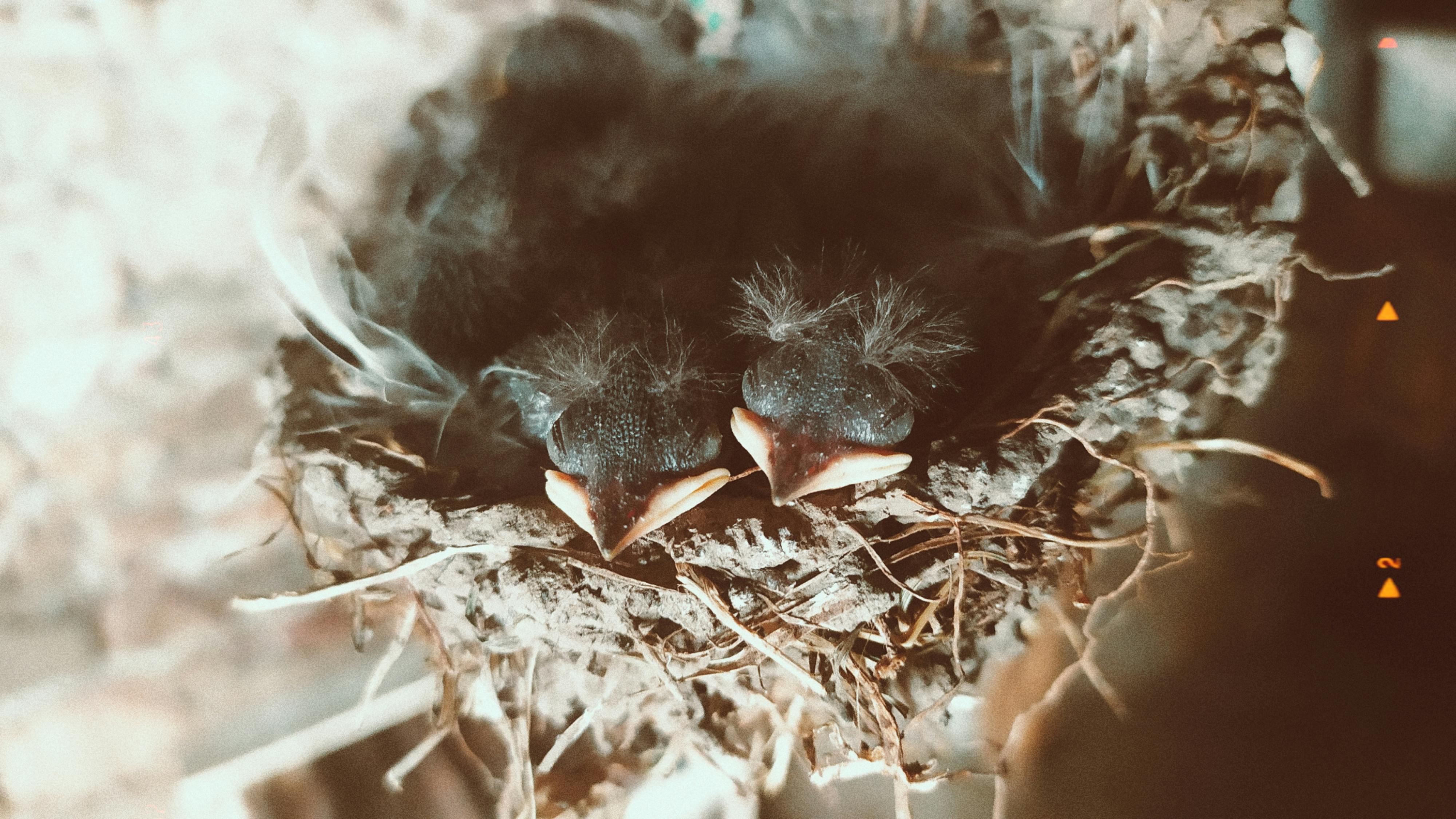 Close-up of Nest with Baby Birds Sleeping