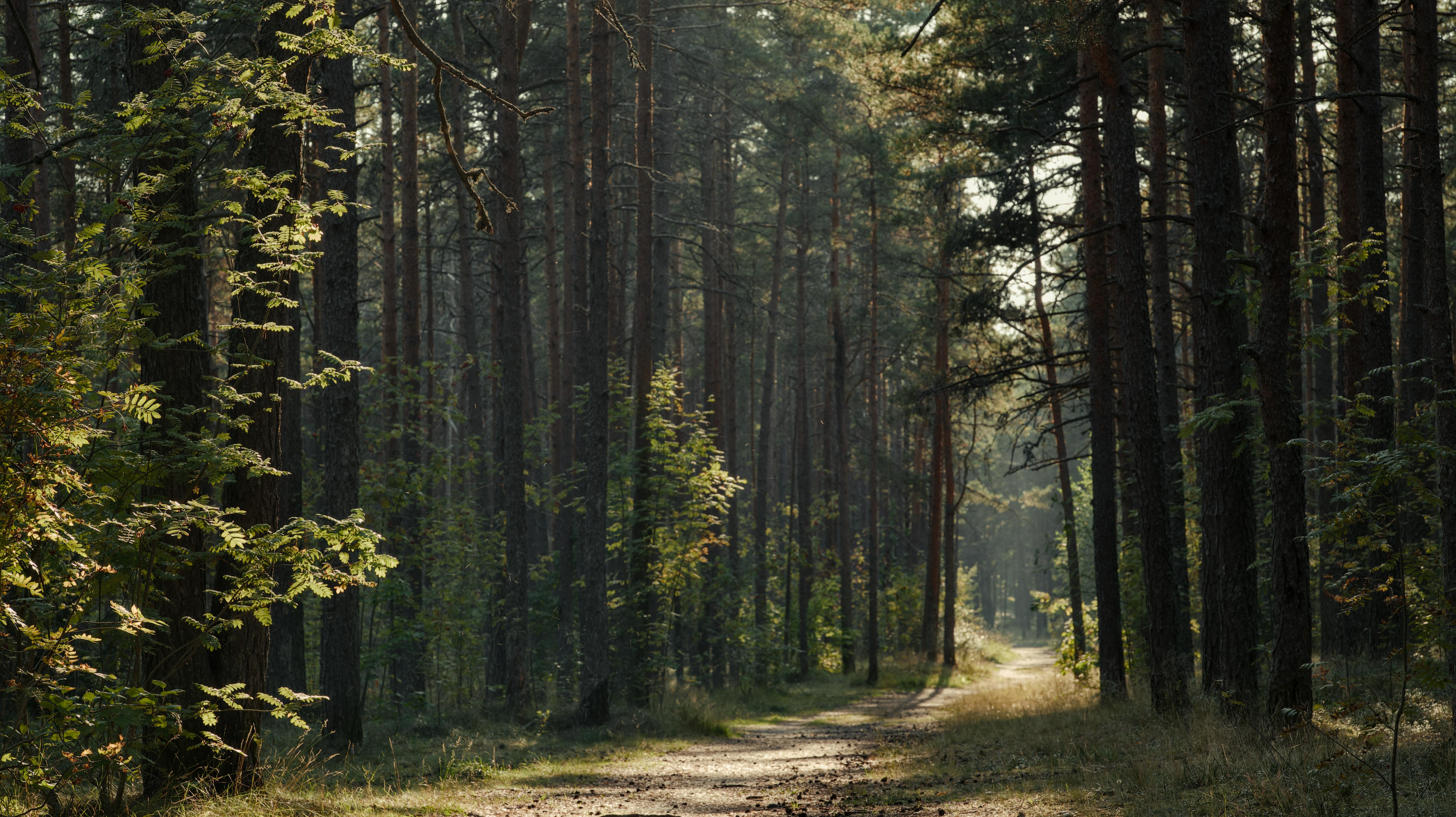 Free A serene sunlit path weaving through a lush, tranquil forest, perfect for nature lovers. Stock Photo